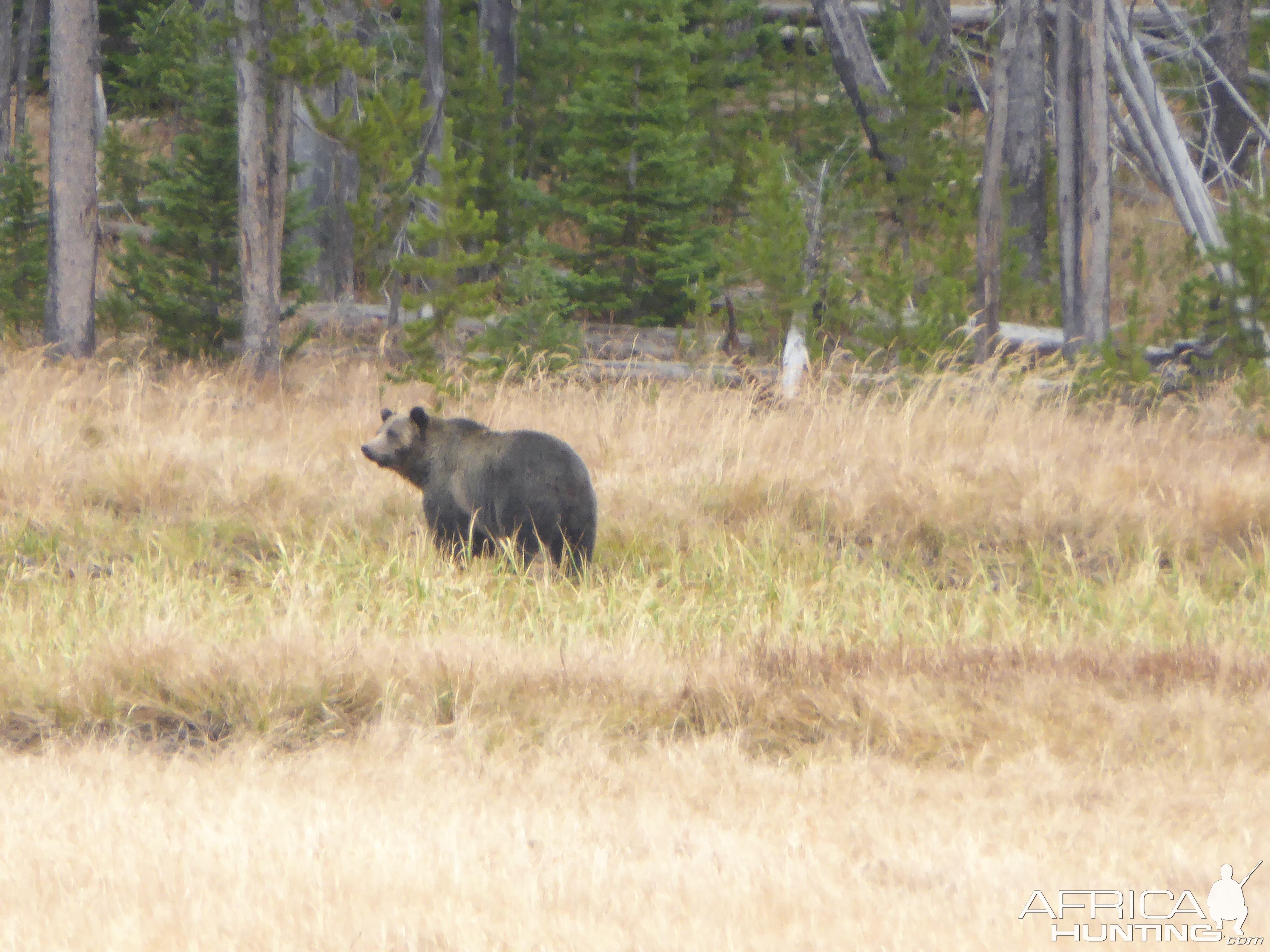Grizzly Bear Alaska USA