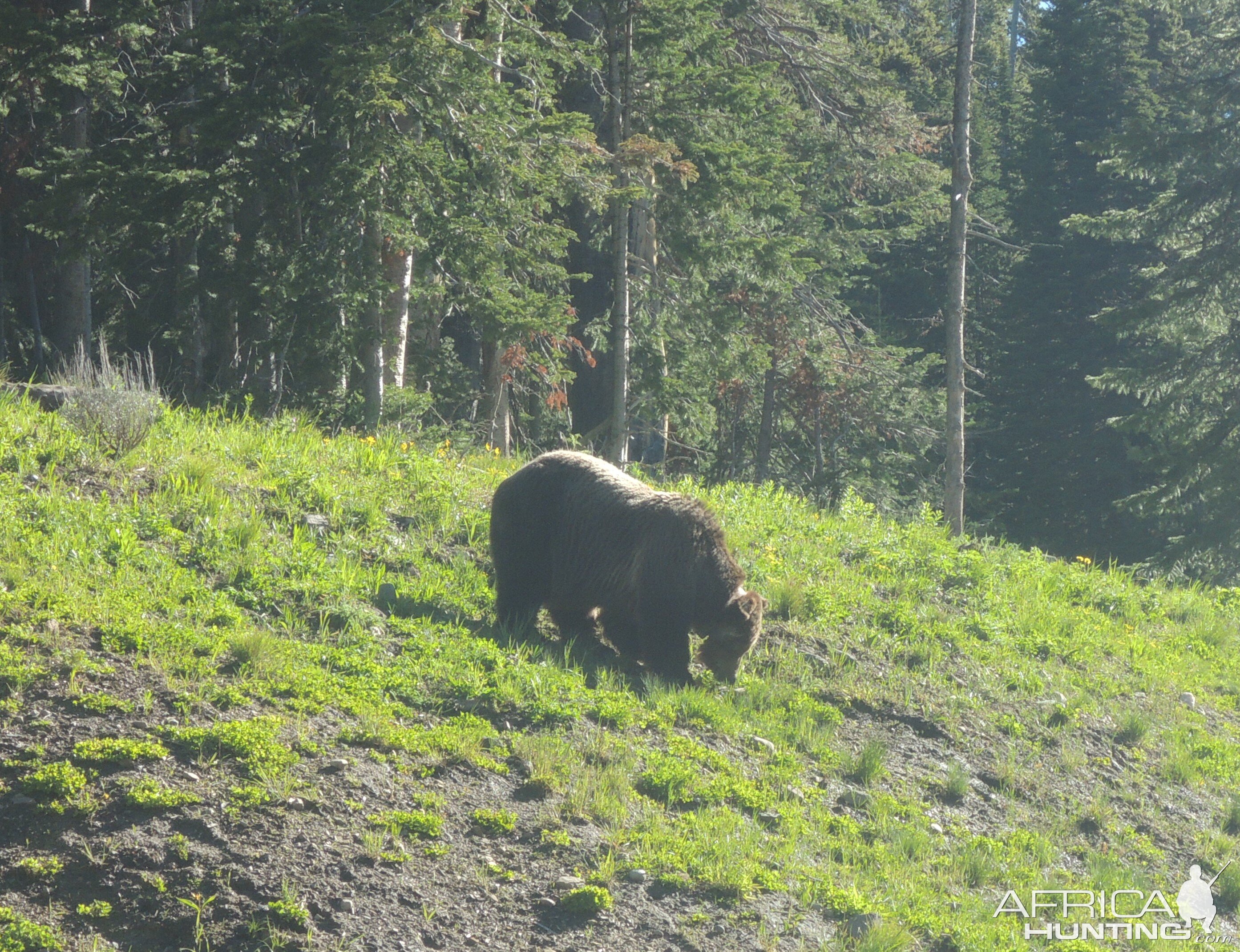 Grizzly Bear Alaska USA