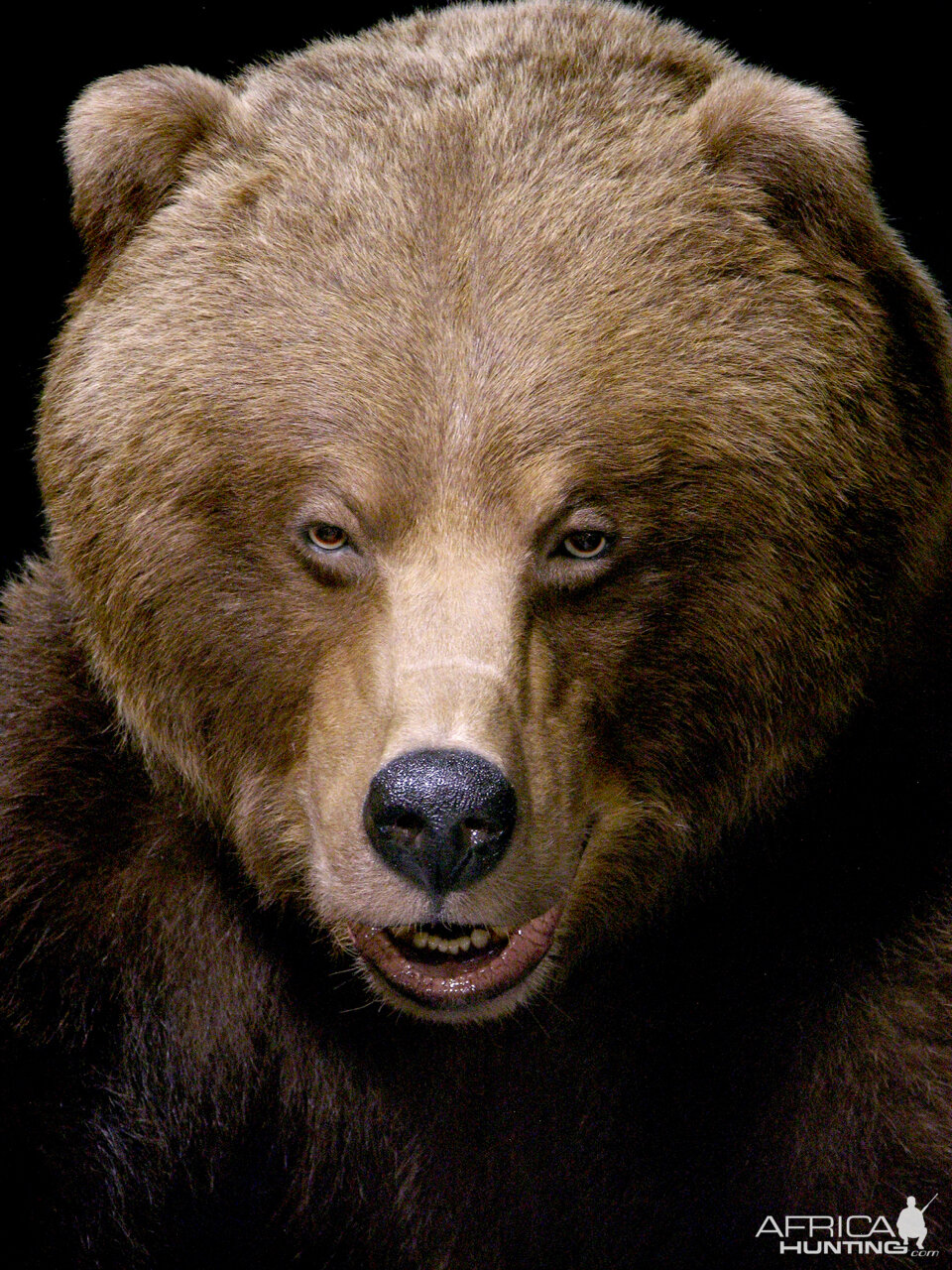 Grizzly Bear Full Mount Taxidermy