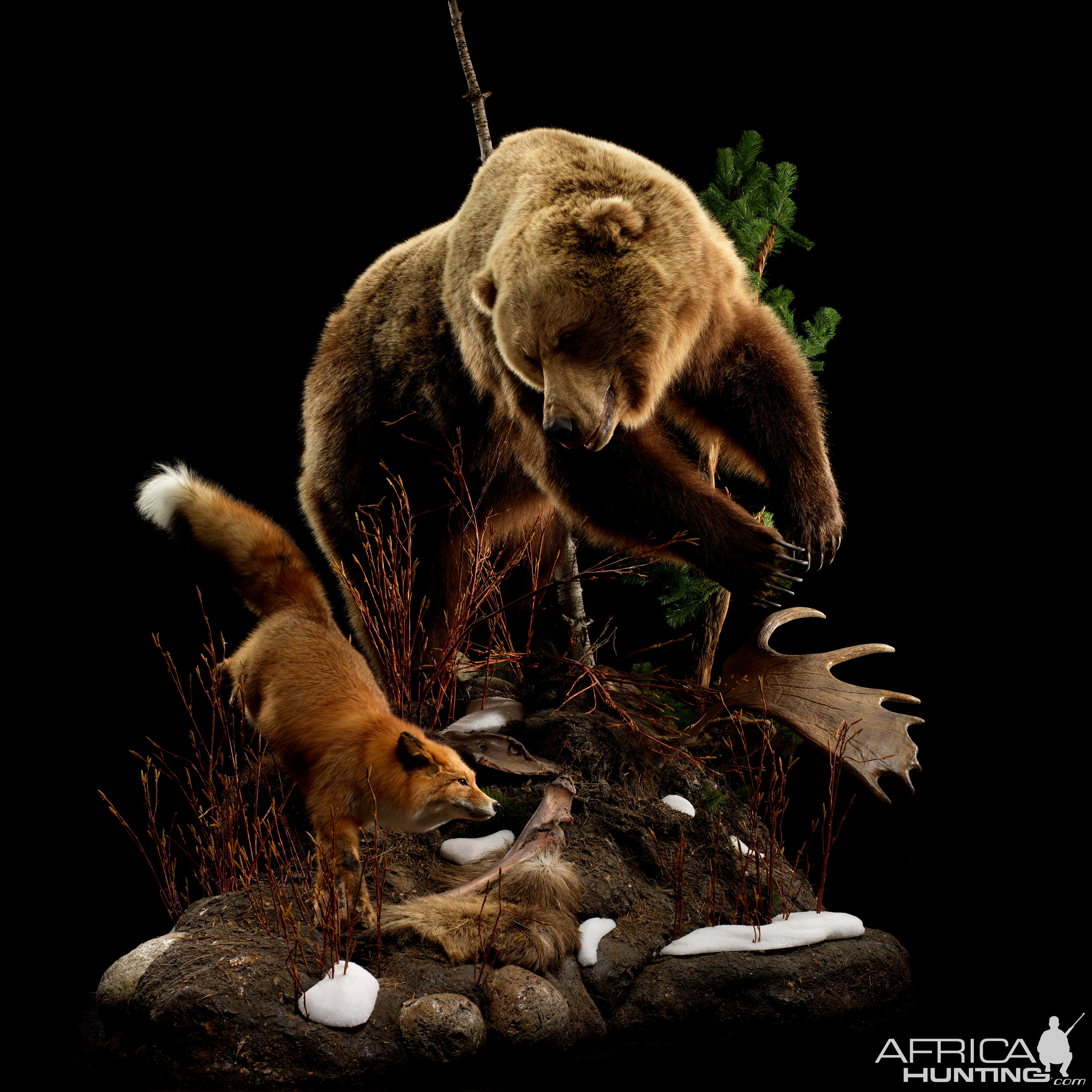 Grizzly & Fox Full Mount Taxidermy