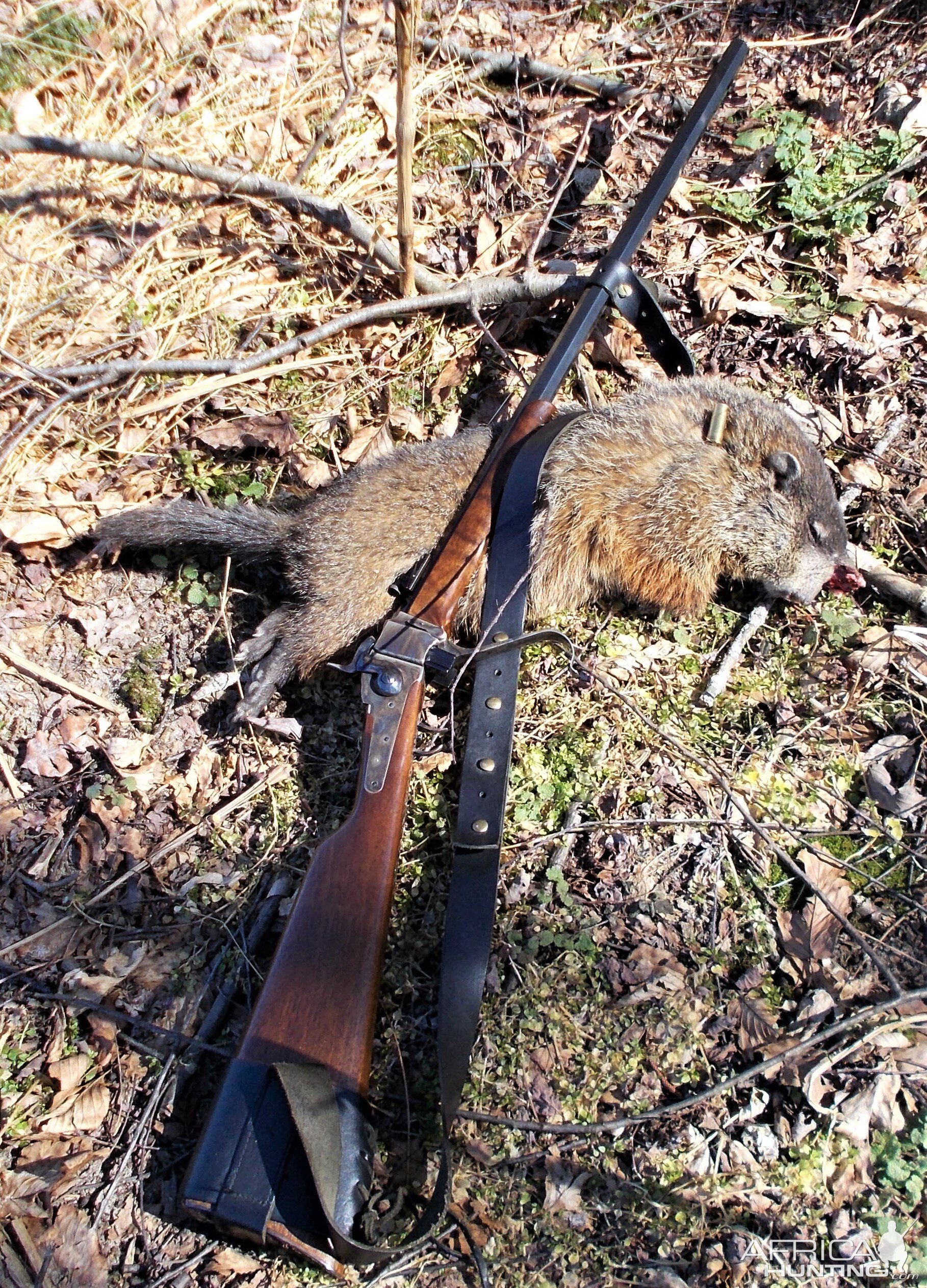 Groundhog Hunt USA