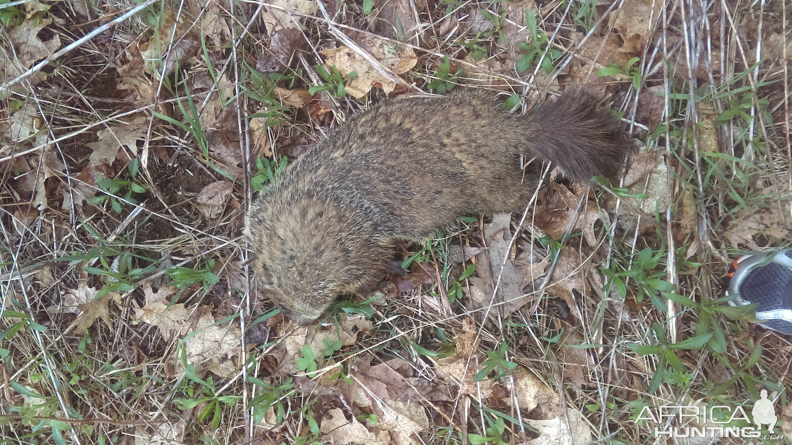 Groundhog Hunt