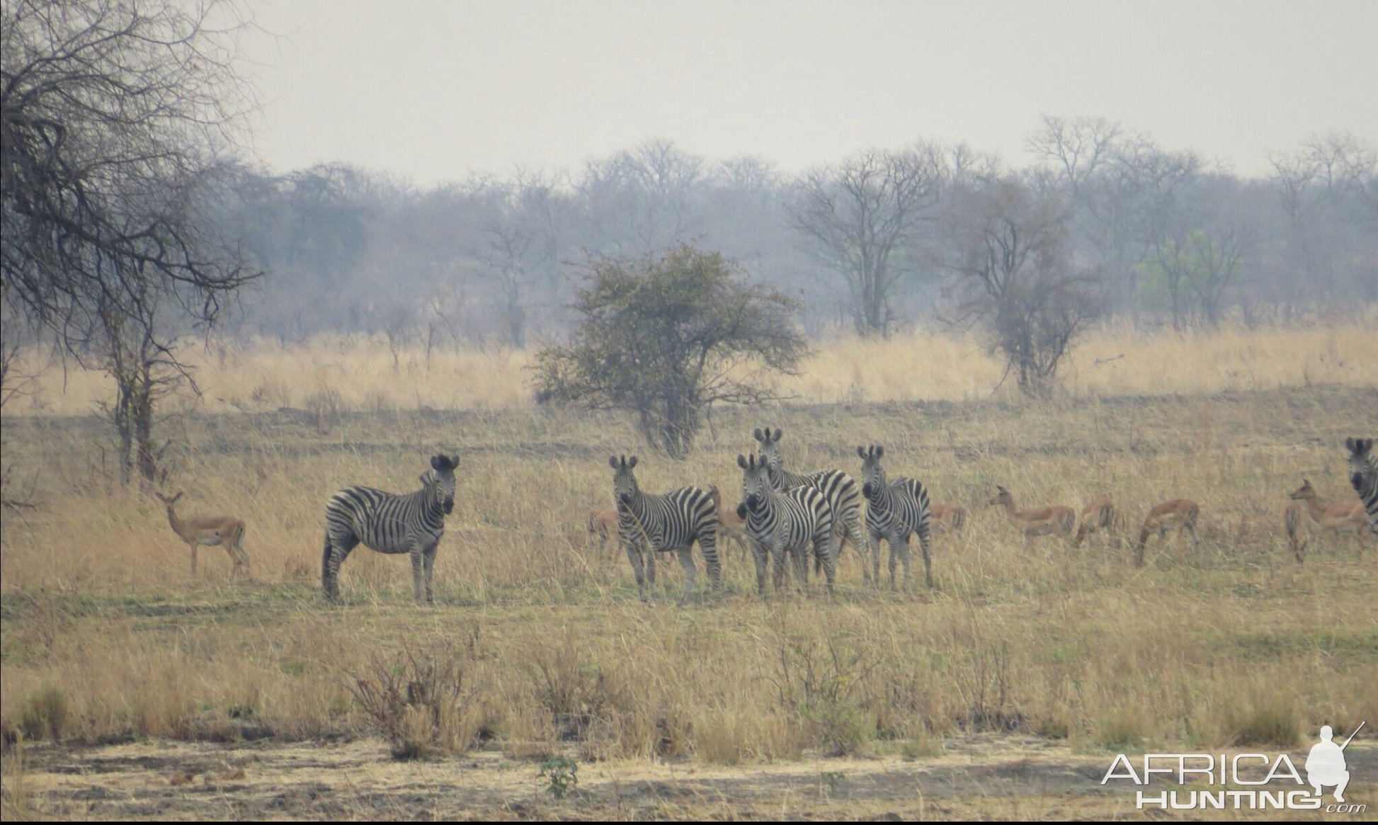 Group of Burchell's Plain Zebra Zimbabwe