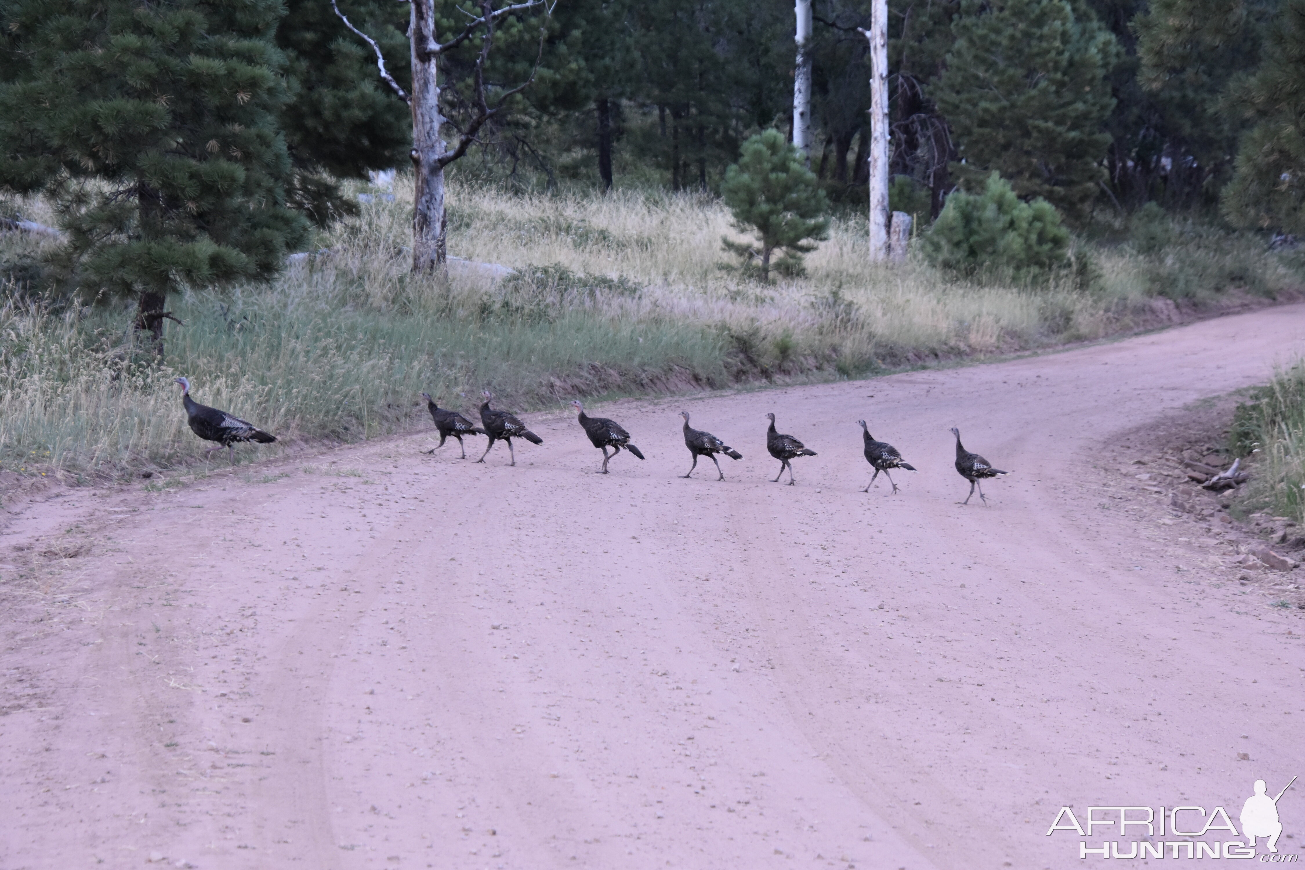 Group of Wild Turkey Utah USA