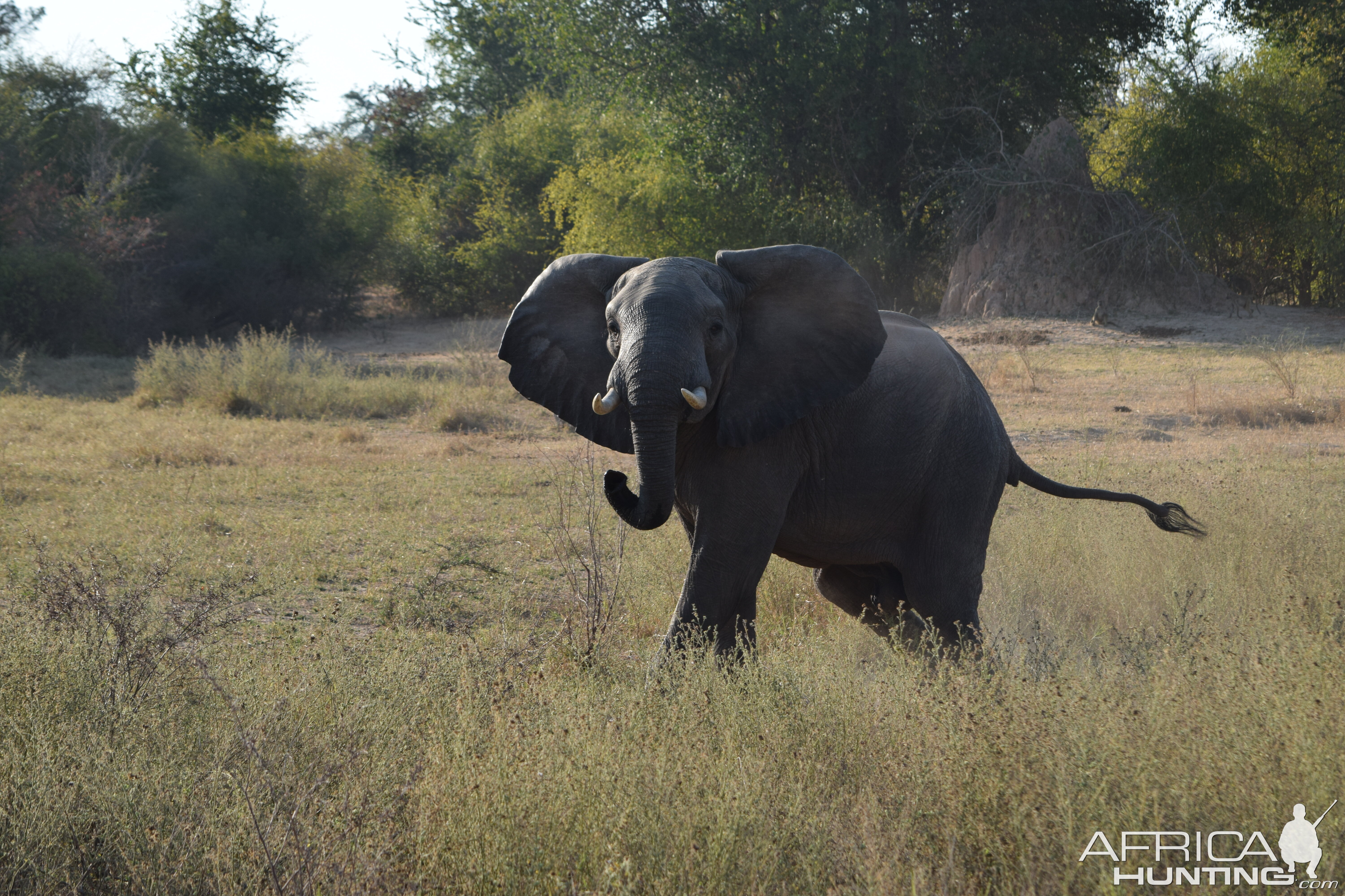 Grumpy Elephant Zimbabwe