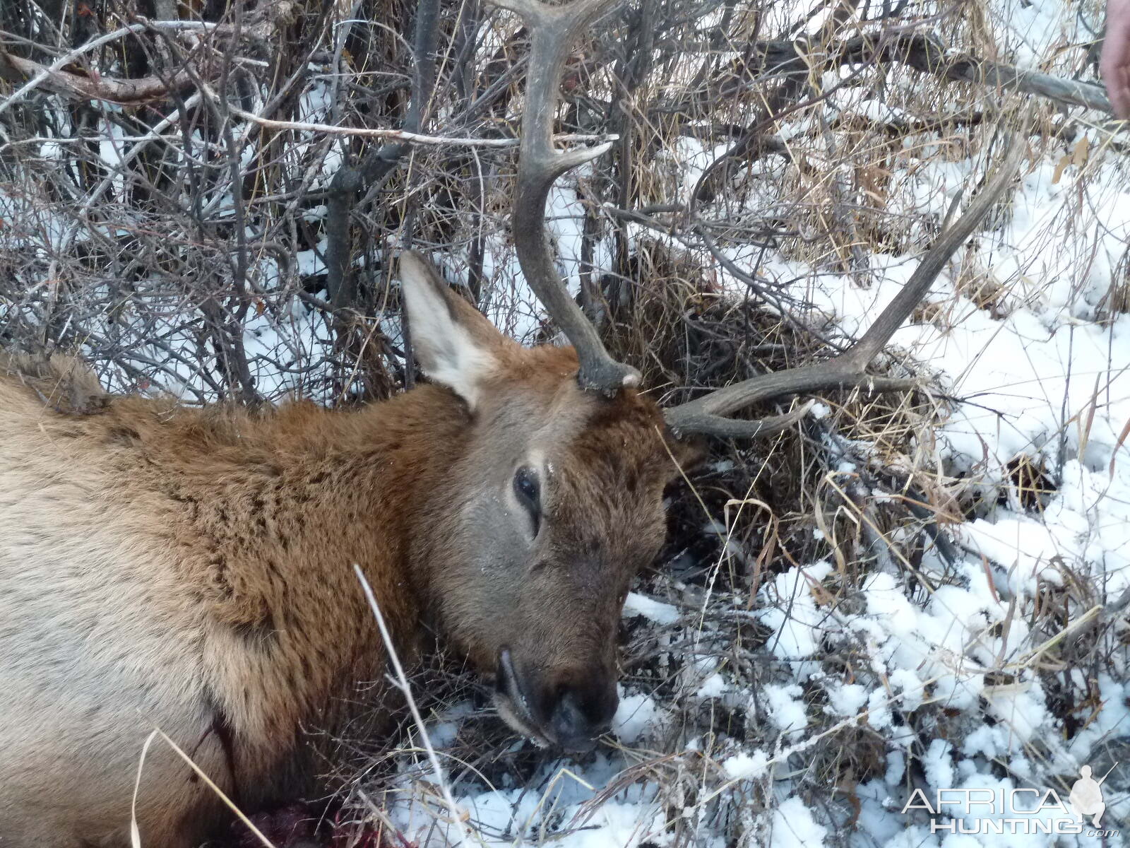 Guided Elk Hunt USA