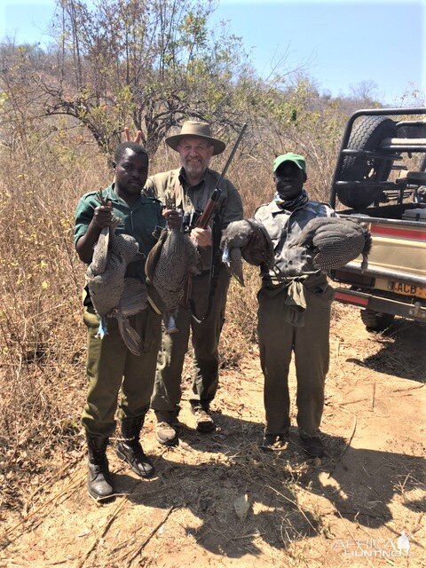 Guinea Fowl Hunting Zimbabwe