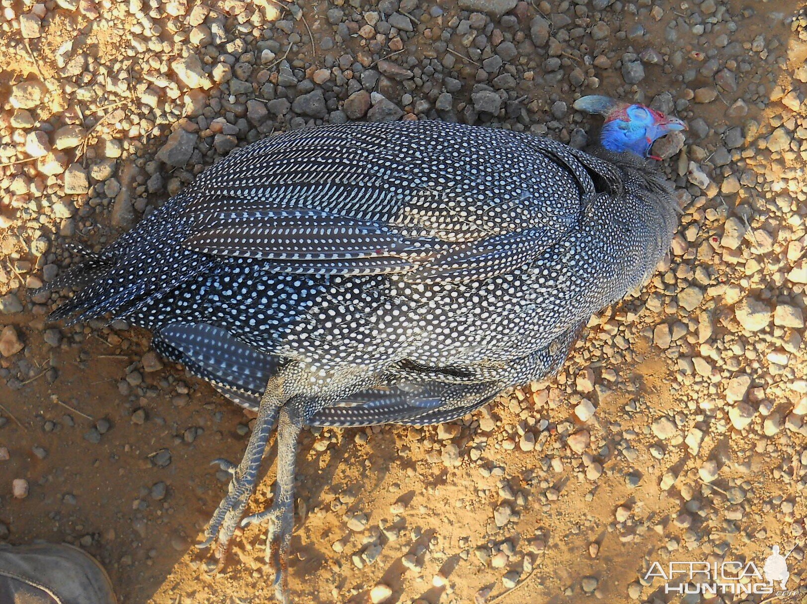 Guineafowl Hunting