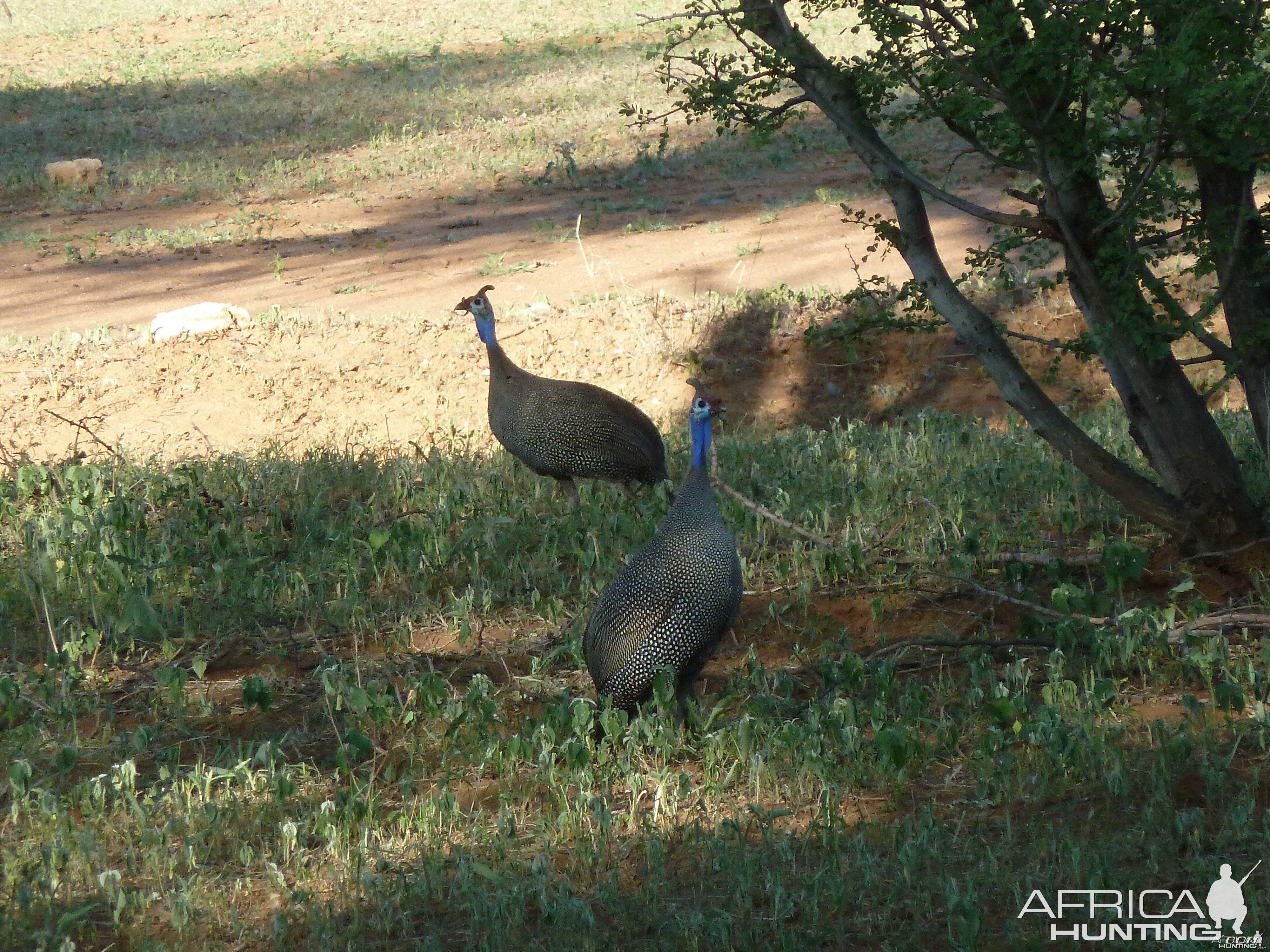 Guineafowl Namibia