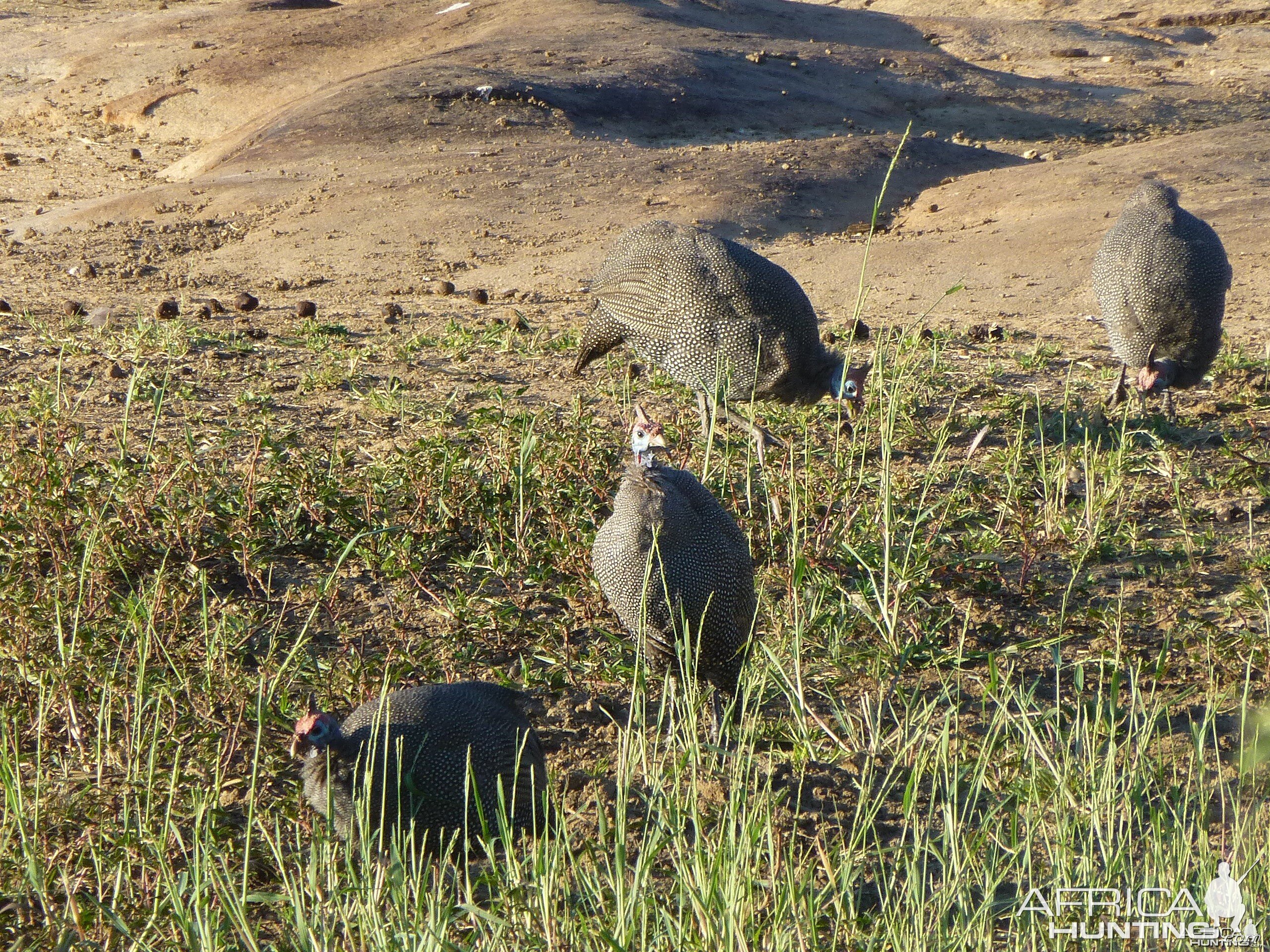 Guineafowl Namibia