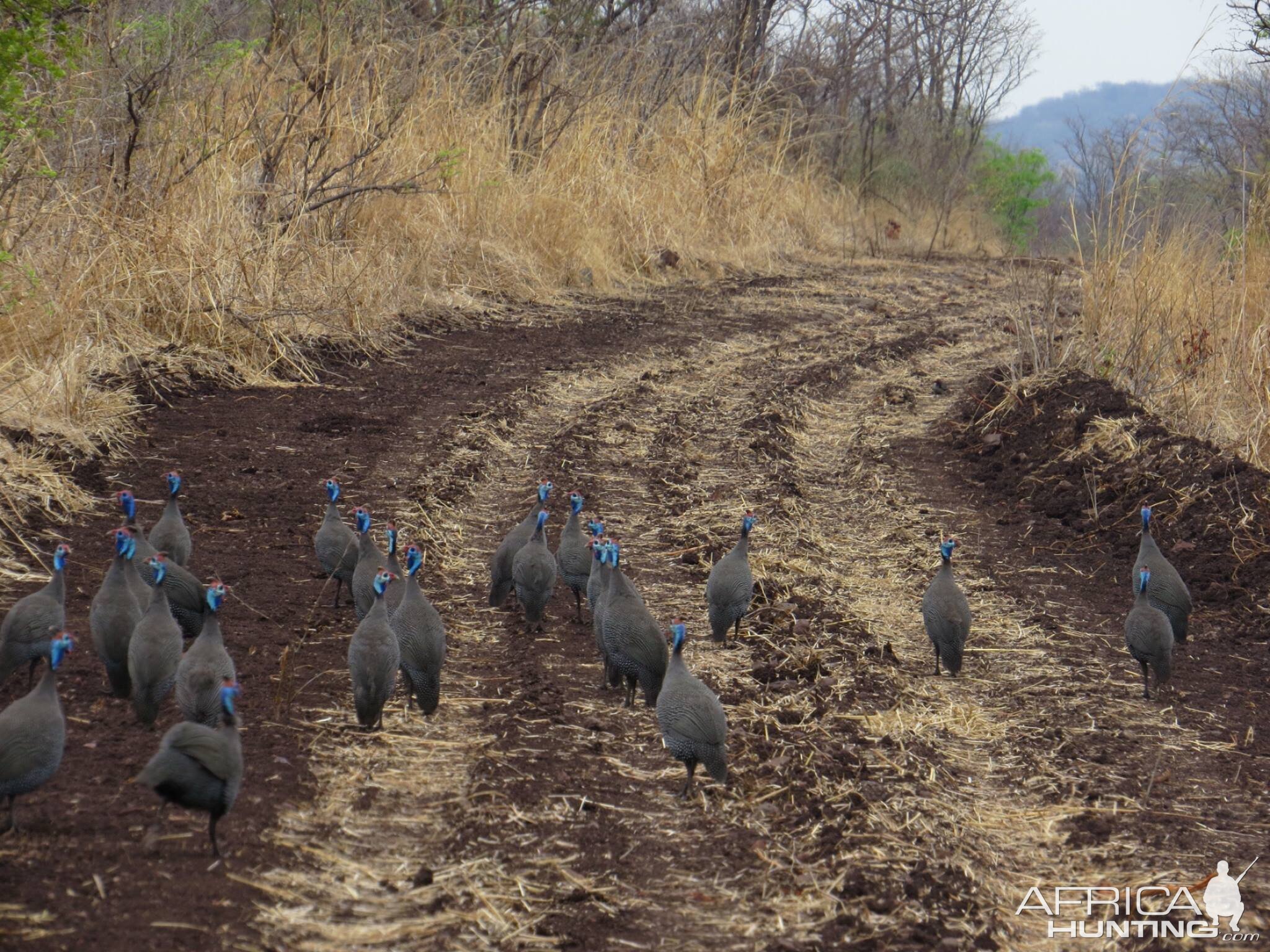 Guineafowl Zimbabwe