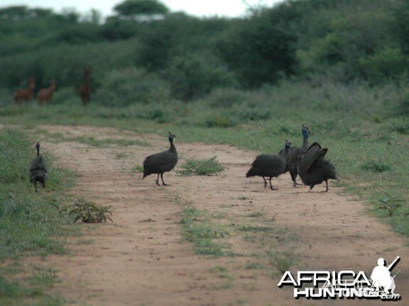 Guineafowl