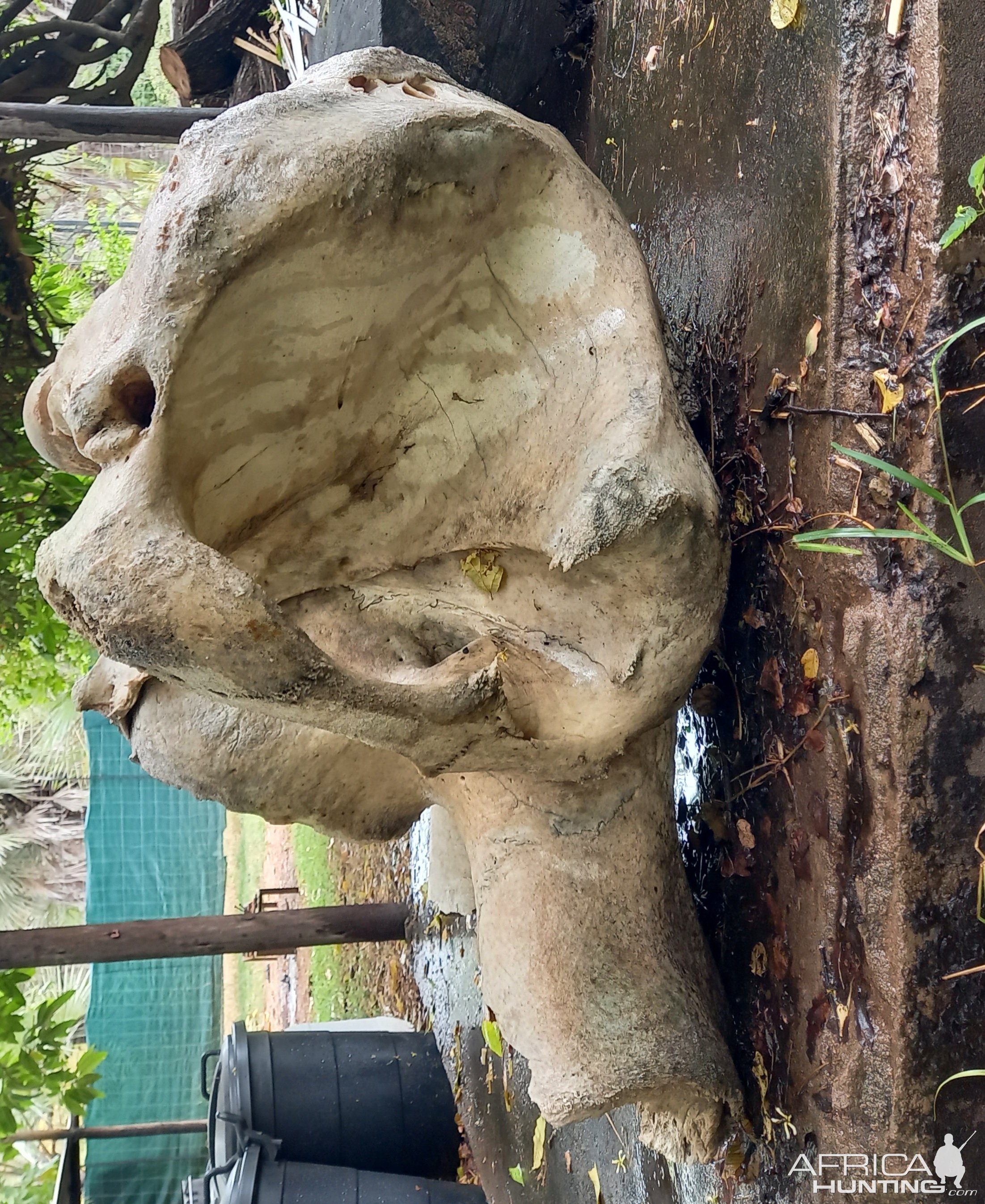 Halved Elephant Skull