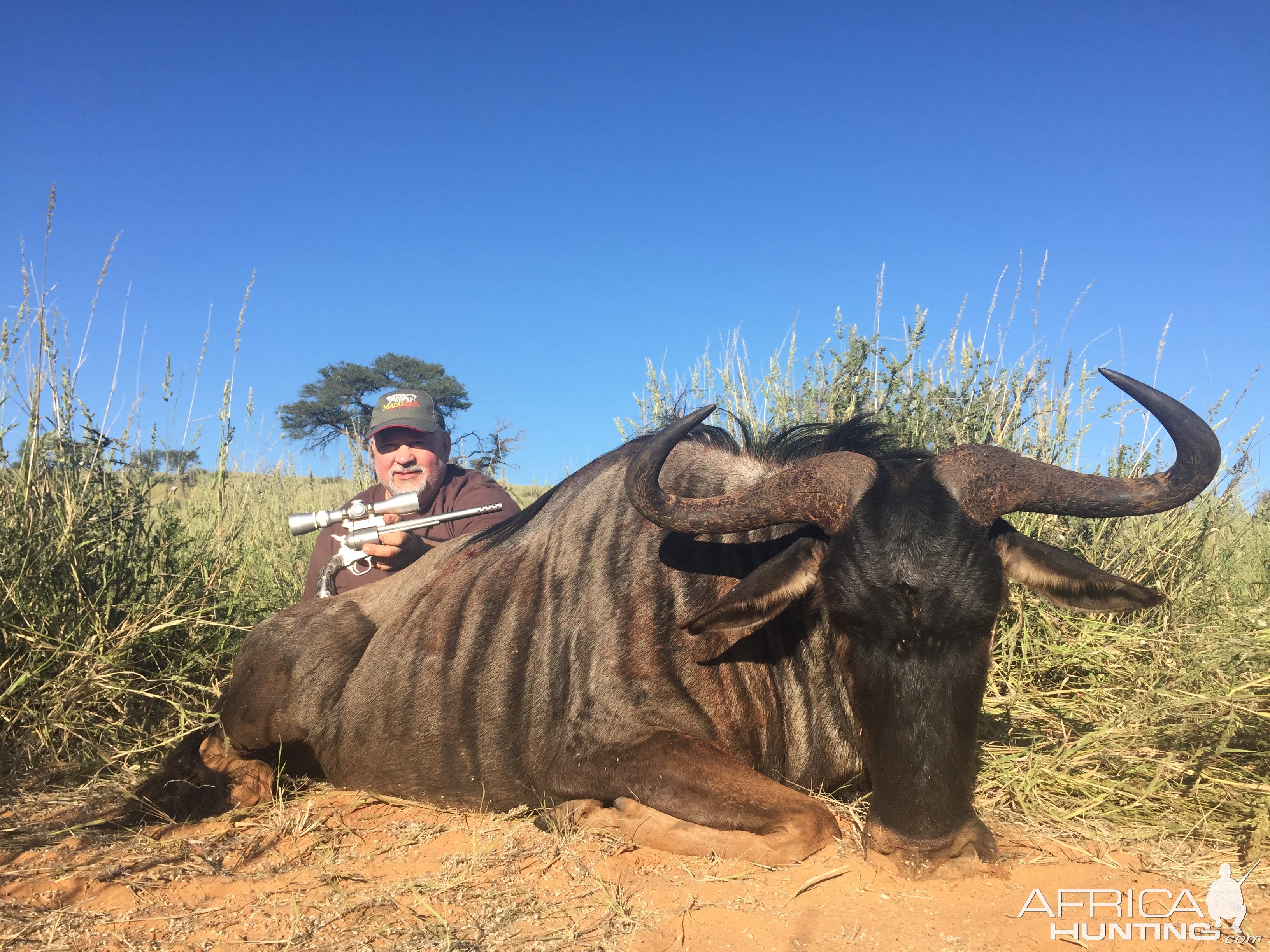 Handgun Hunting Blue Wildebeest Kalahari South Africa