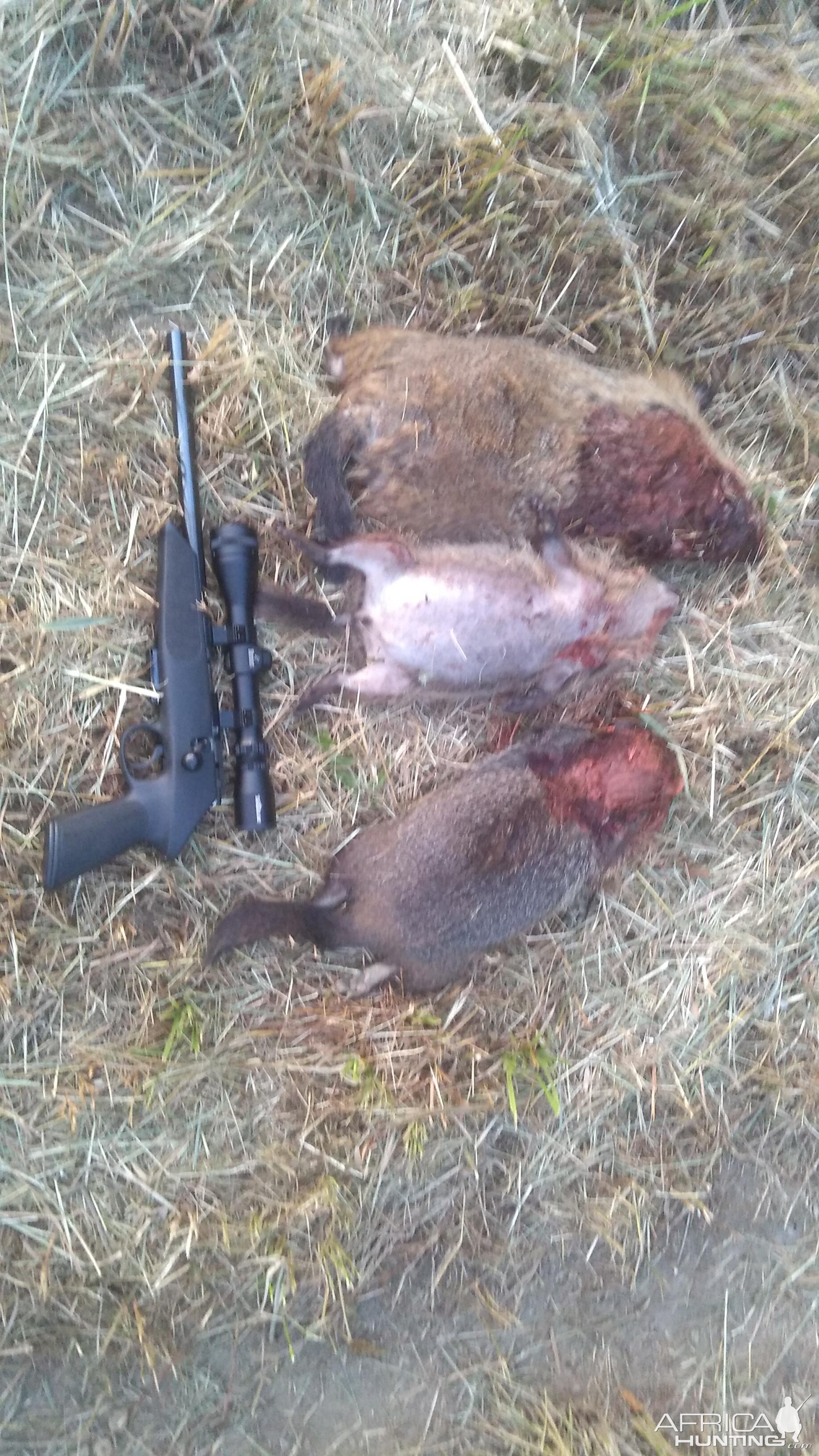 Handgun Hunting Groundhog in USA