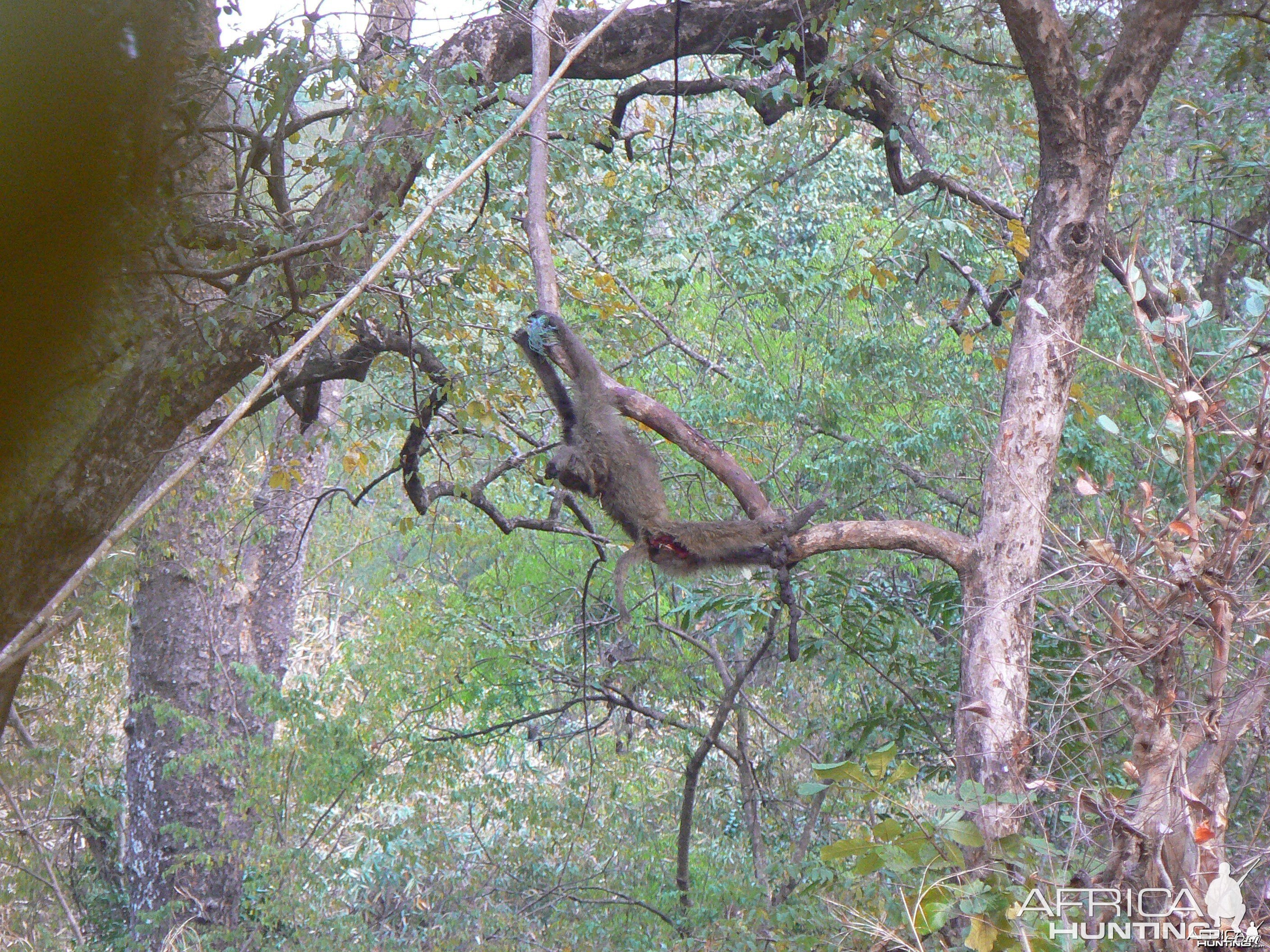 Hanging Leopard bait, a Baboon