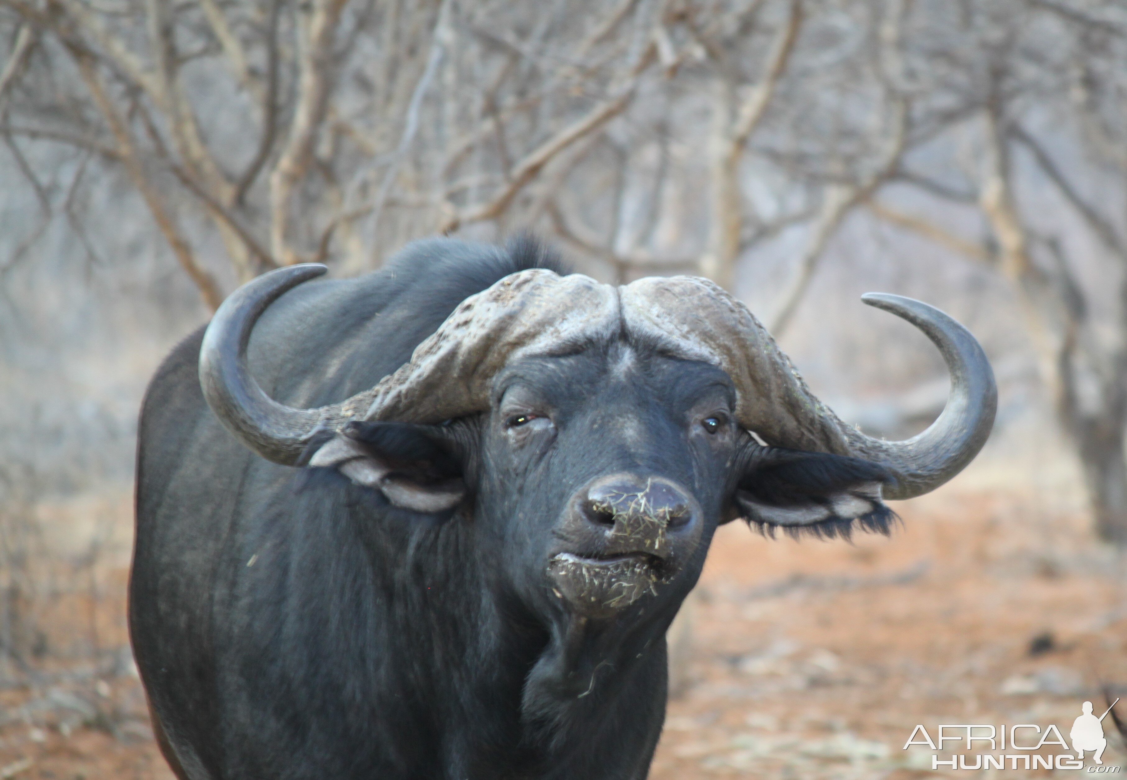 Hard-bossed Cape Buffalo Limcroma 2015
