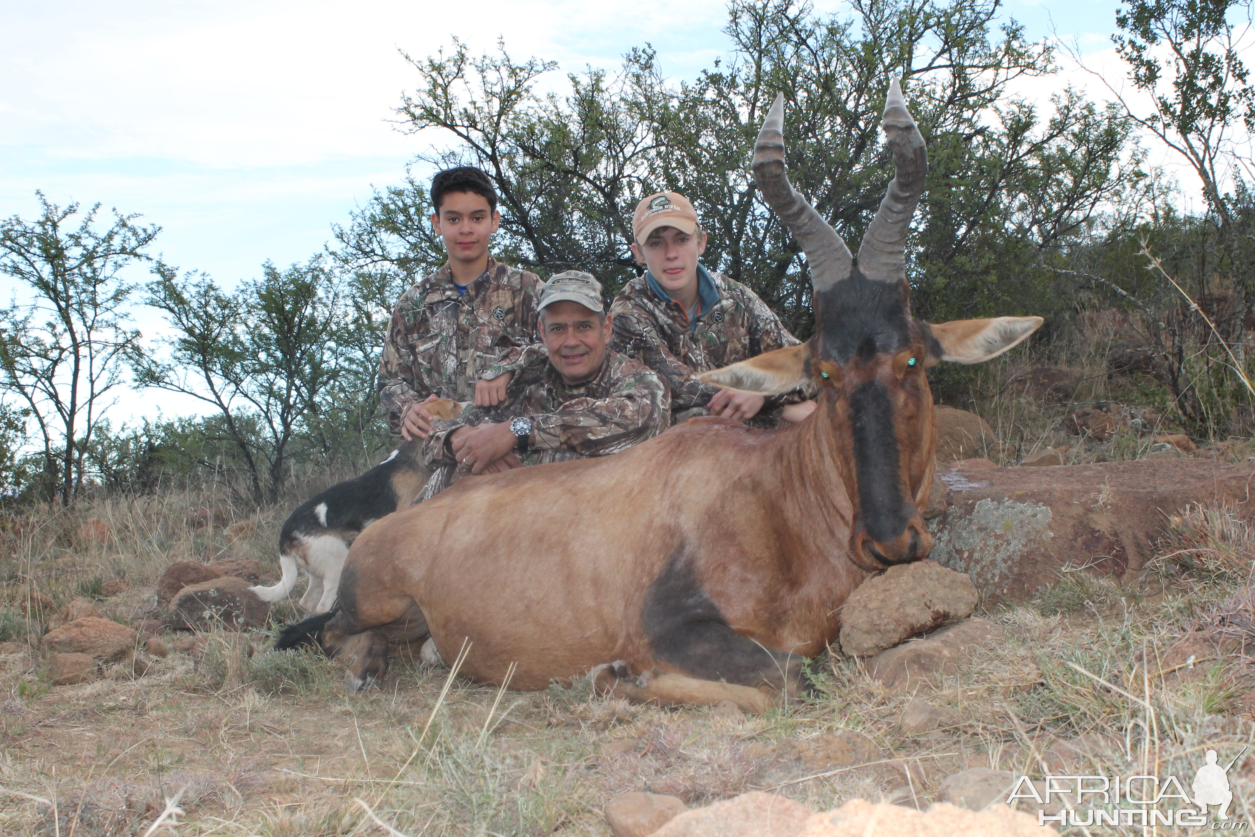 Hardebeest at Huntershill Safaris