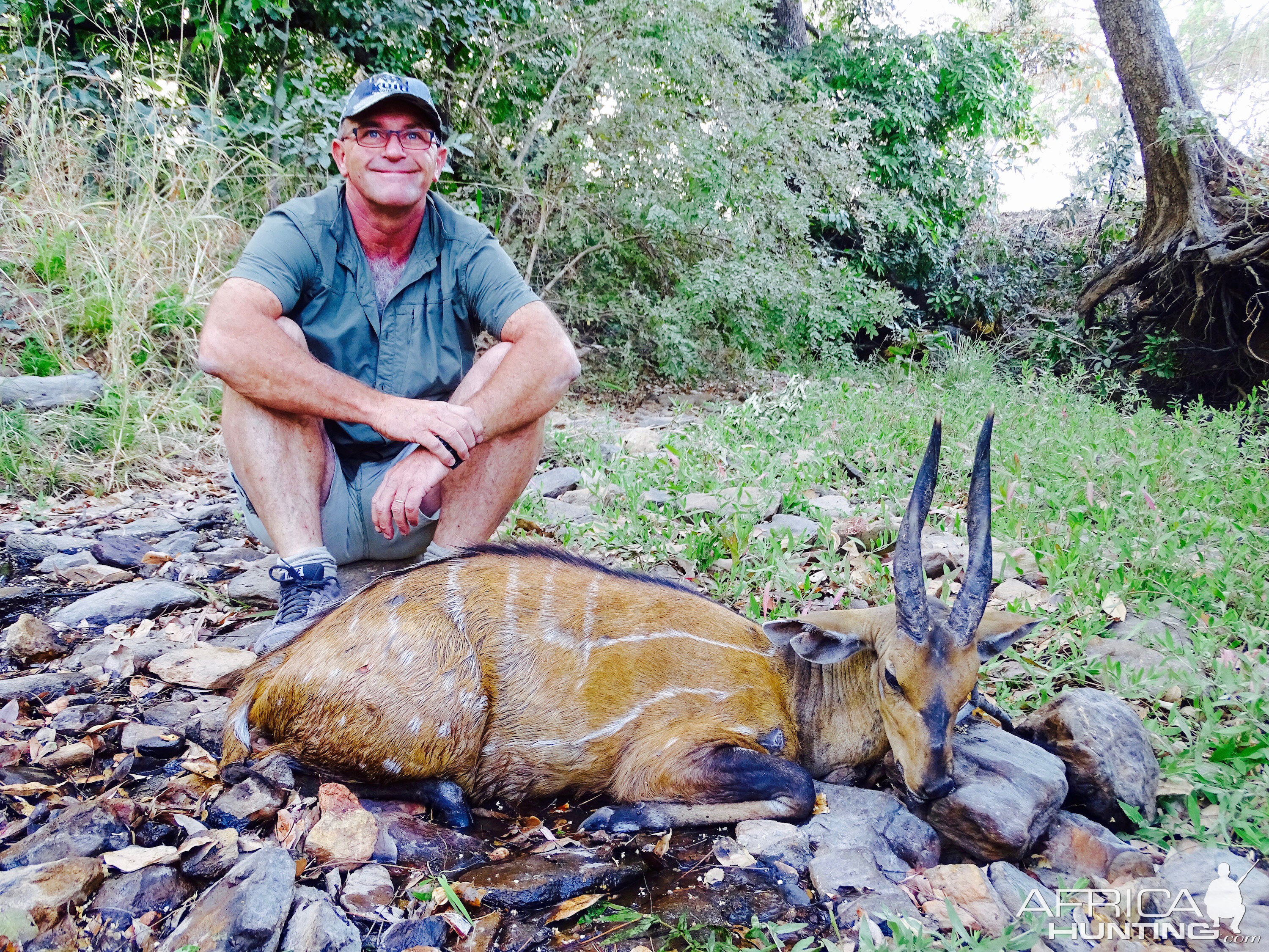 Harnessed Bushbuck Hunt in Benin