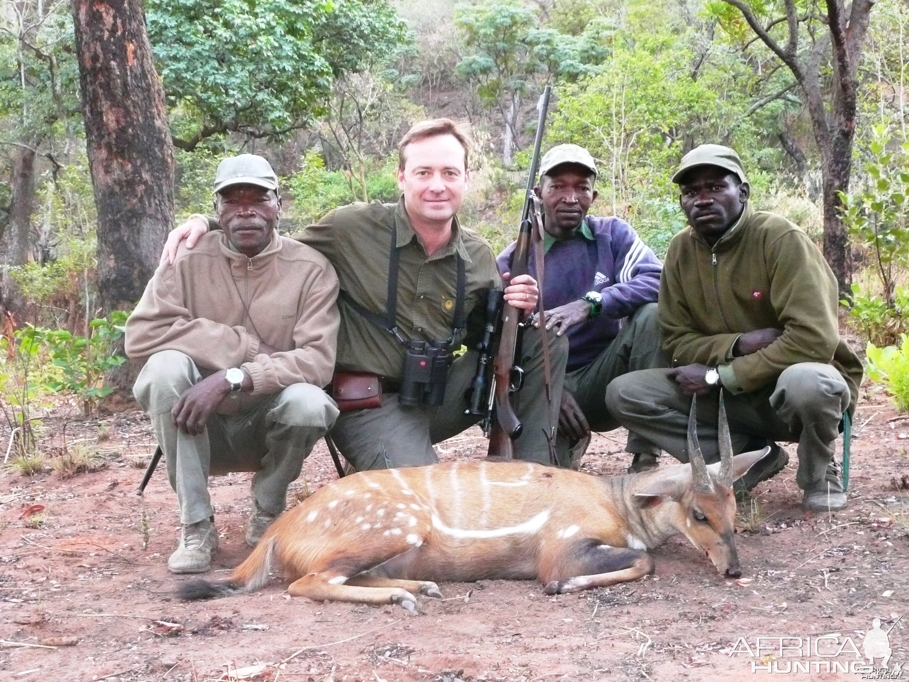 Harnessed Bushbuck hunted in Central African Republic