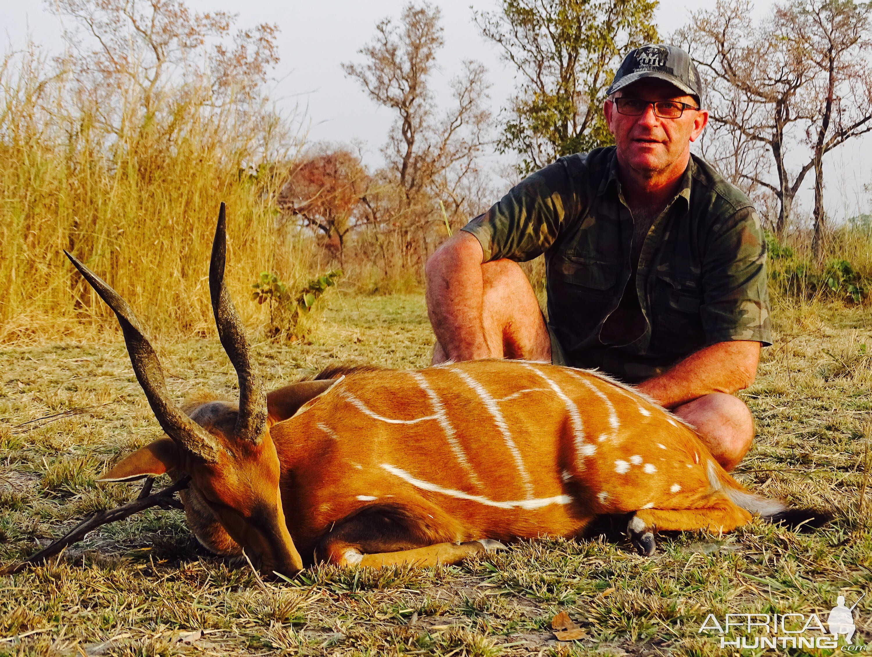 Harnessed Bushbuck Hunting Benin