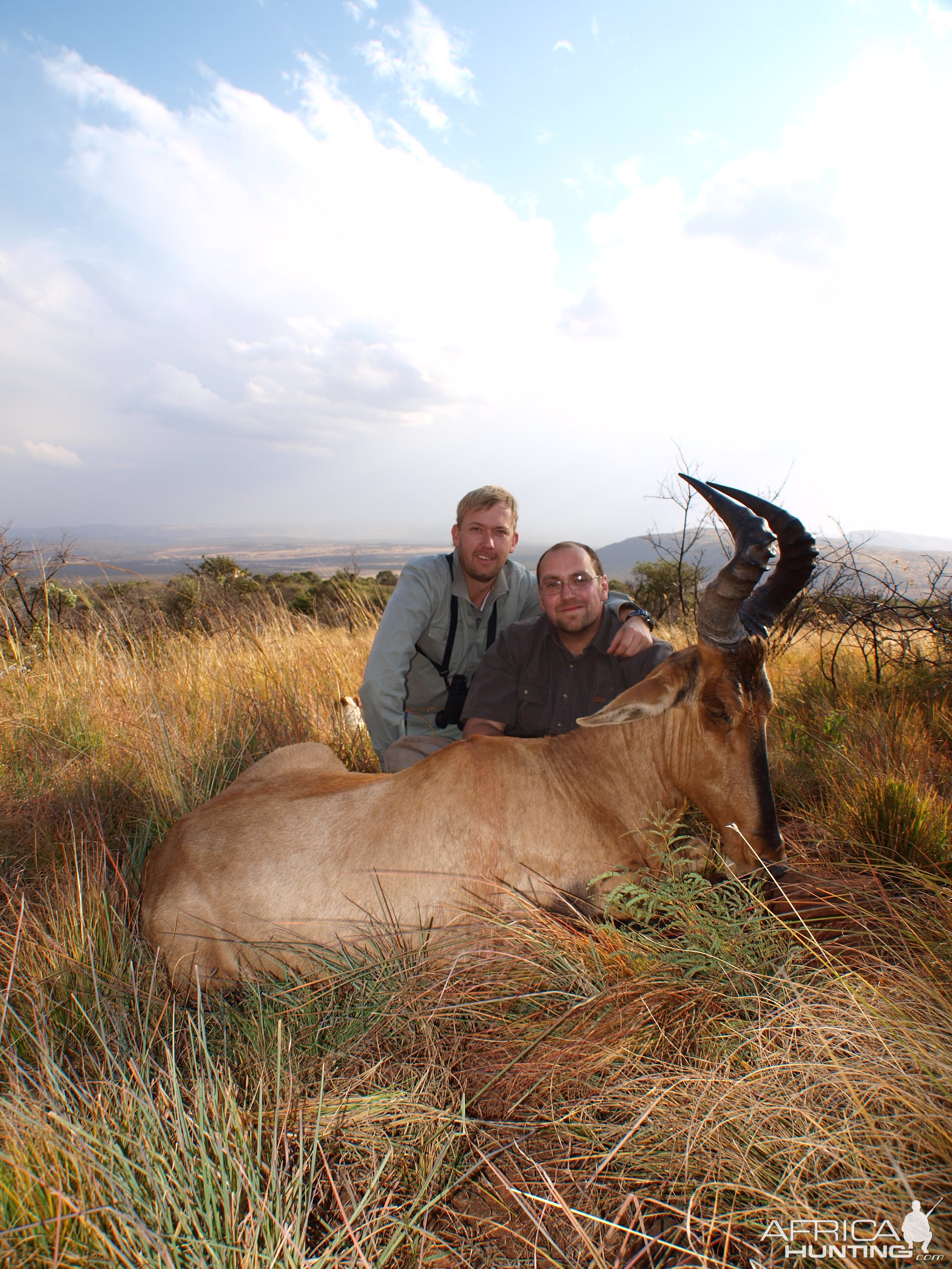 Hartebeest