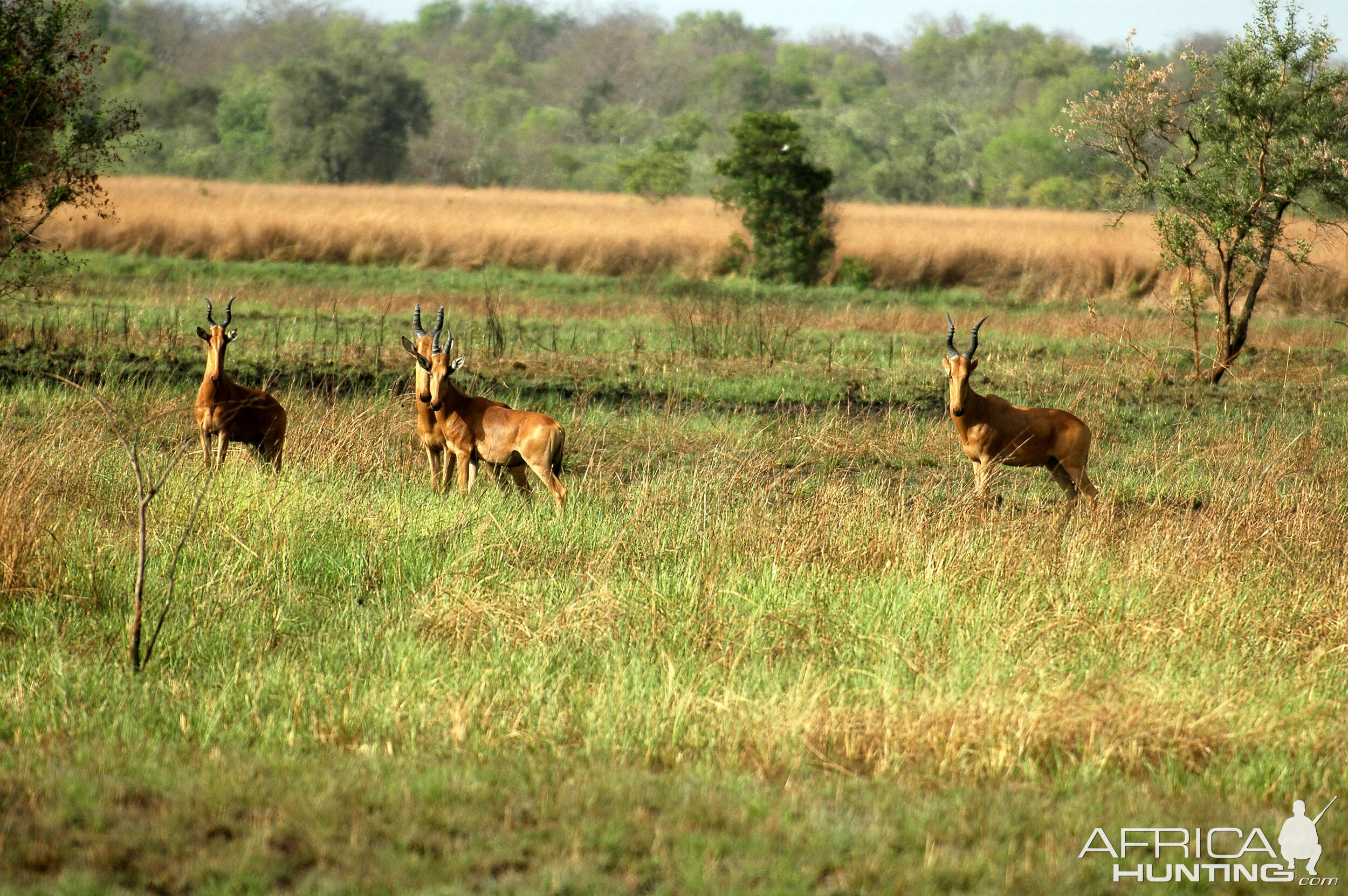 Hartebeest