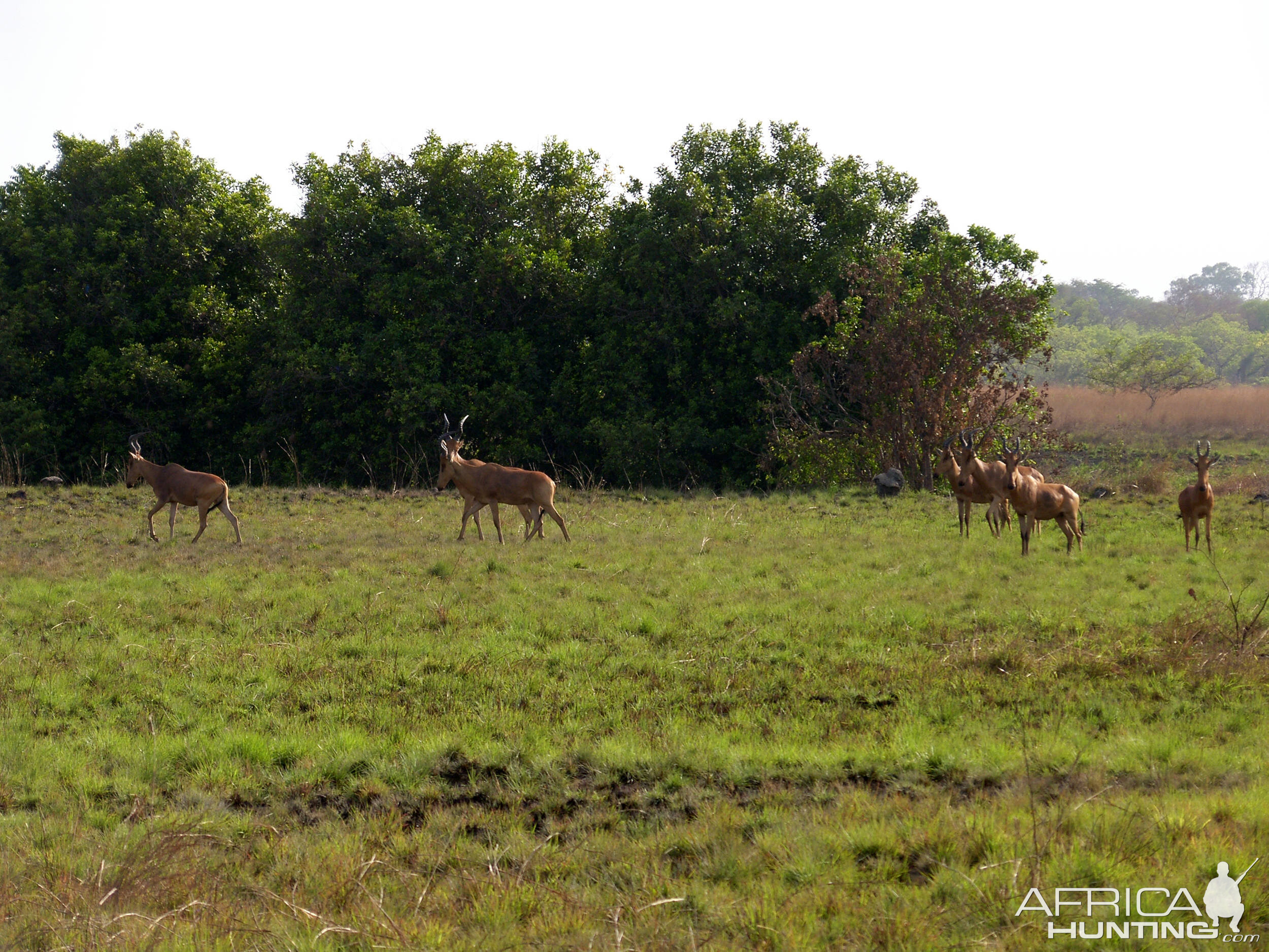 Hartebeest