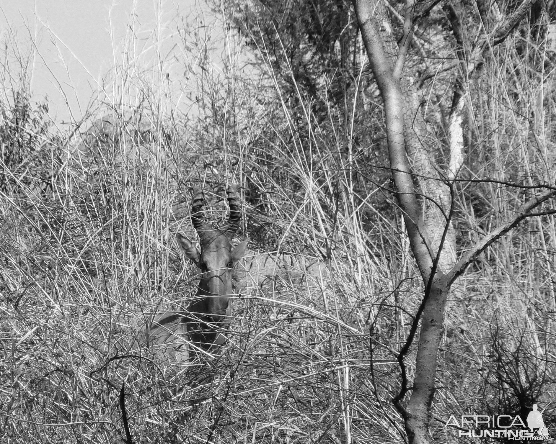 Hartebeest