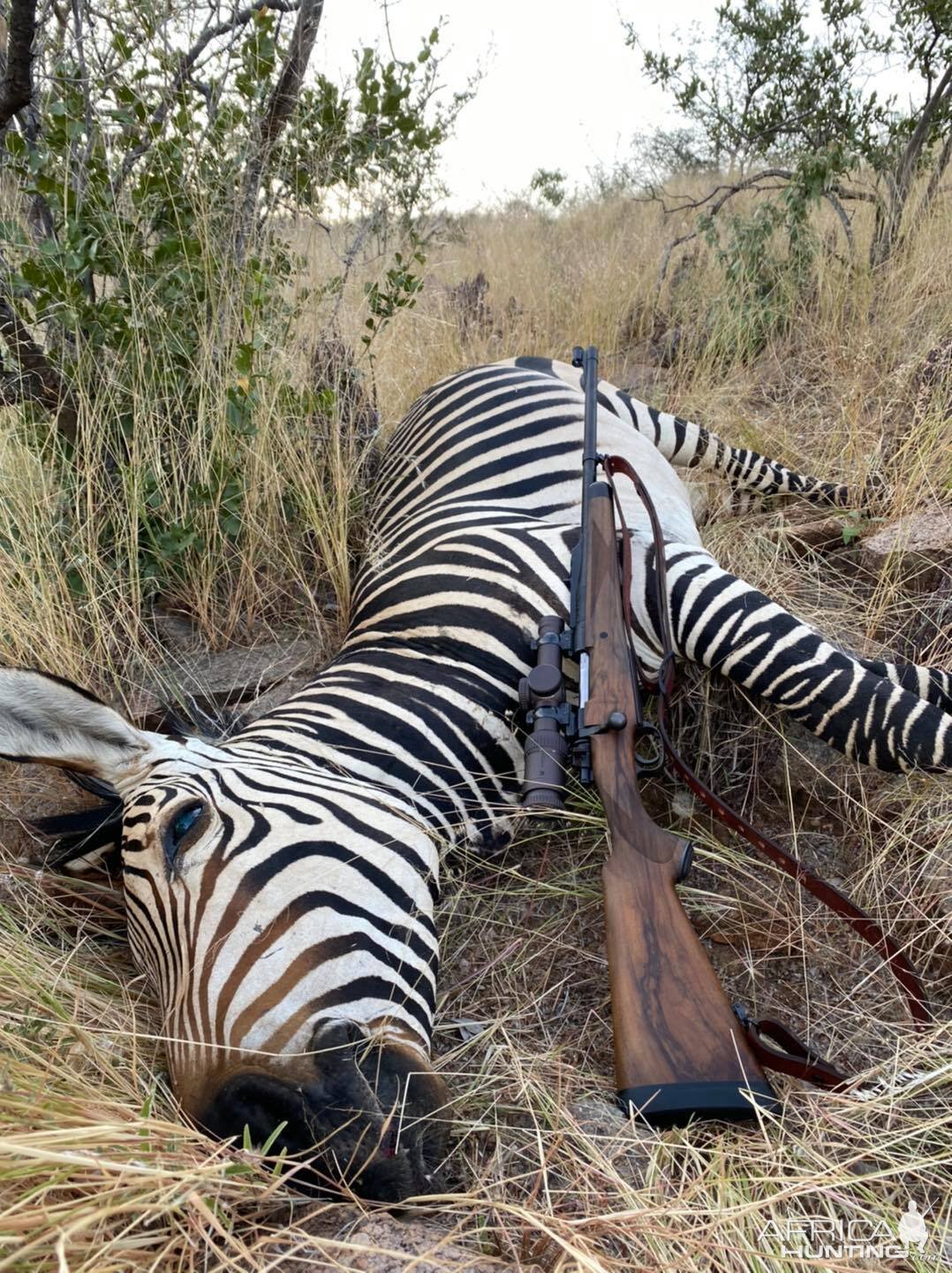Hartmann’s Mountain Zebra Hunting Namibia