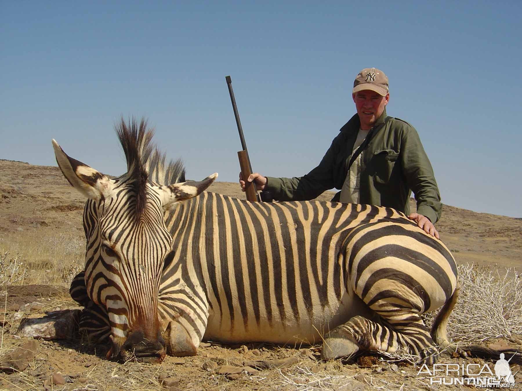 Hartmann Mountain Zebra stallion