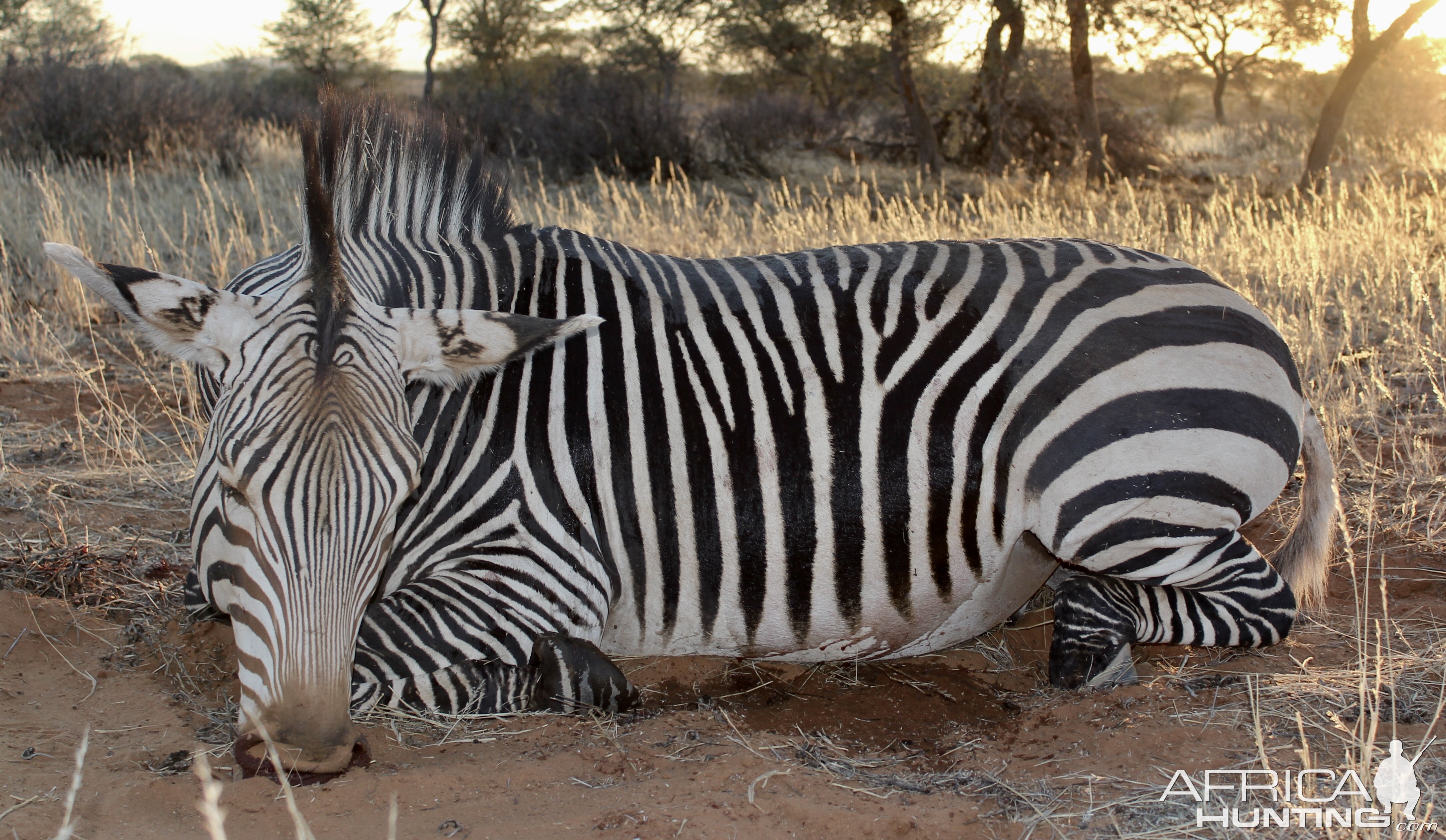 Hartmann Zebra Guided by Zana Botes