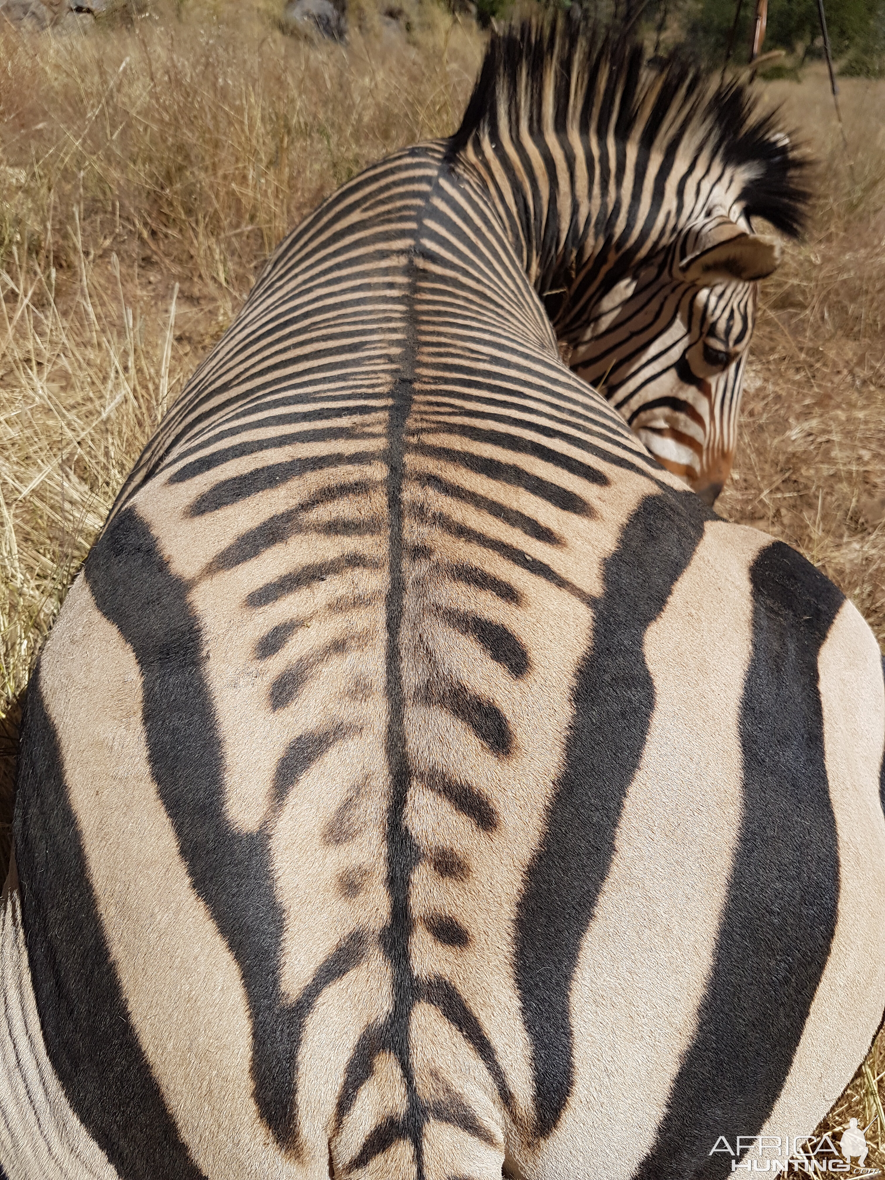 Hartmann's Mountain Zebra Hunt in Namibia