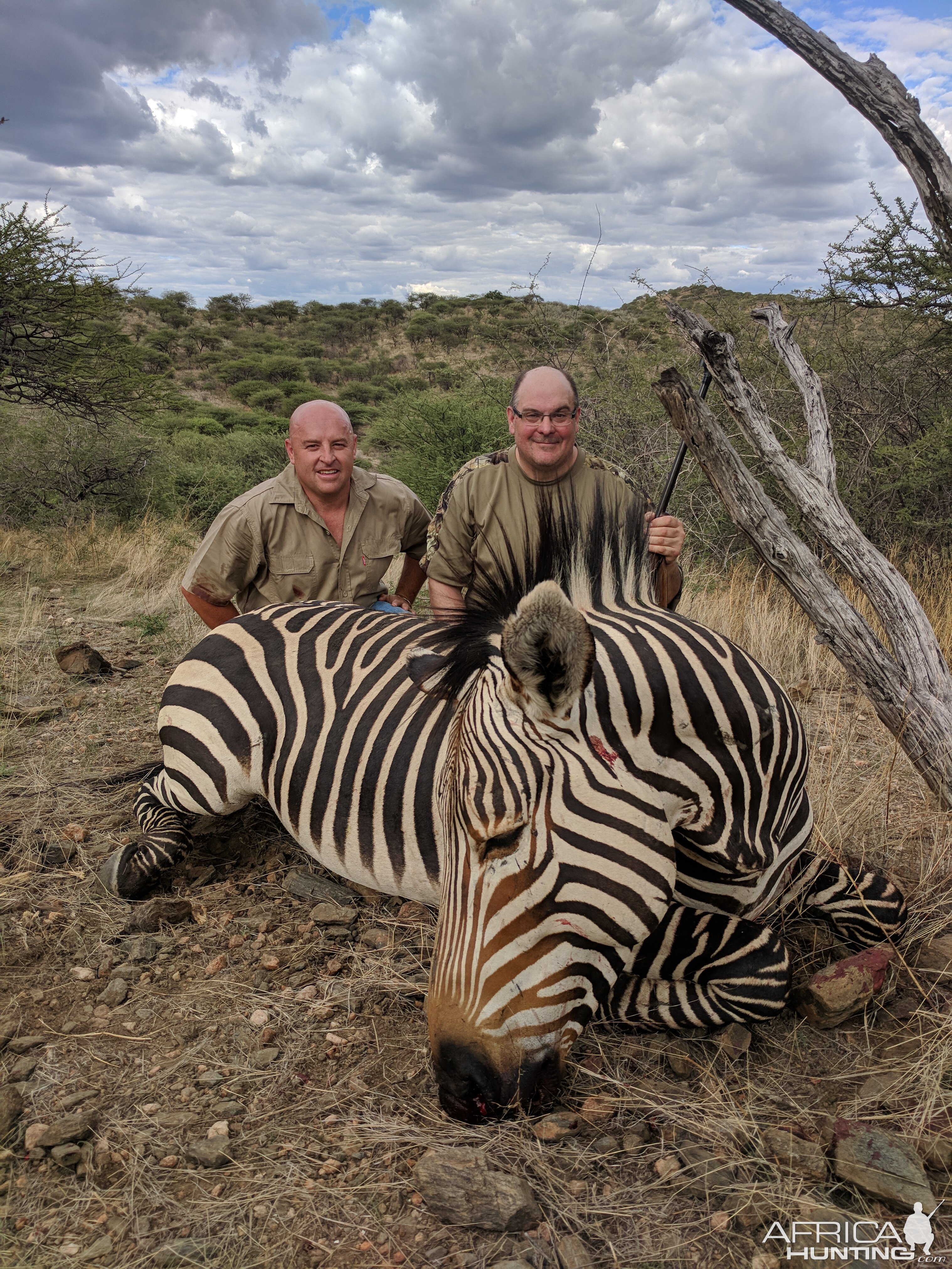 Hartmann's Mountain Zebra Hunting in Namibia