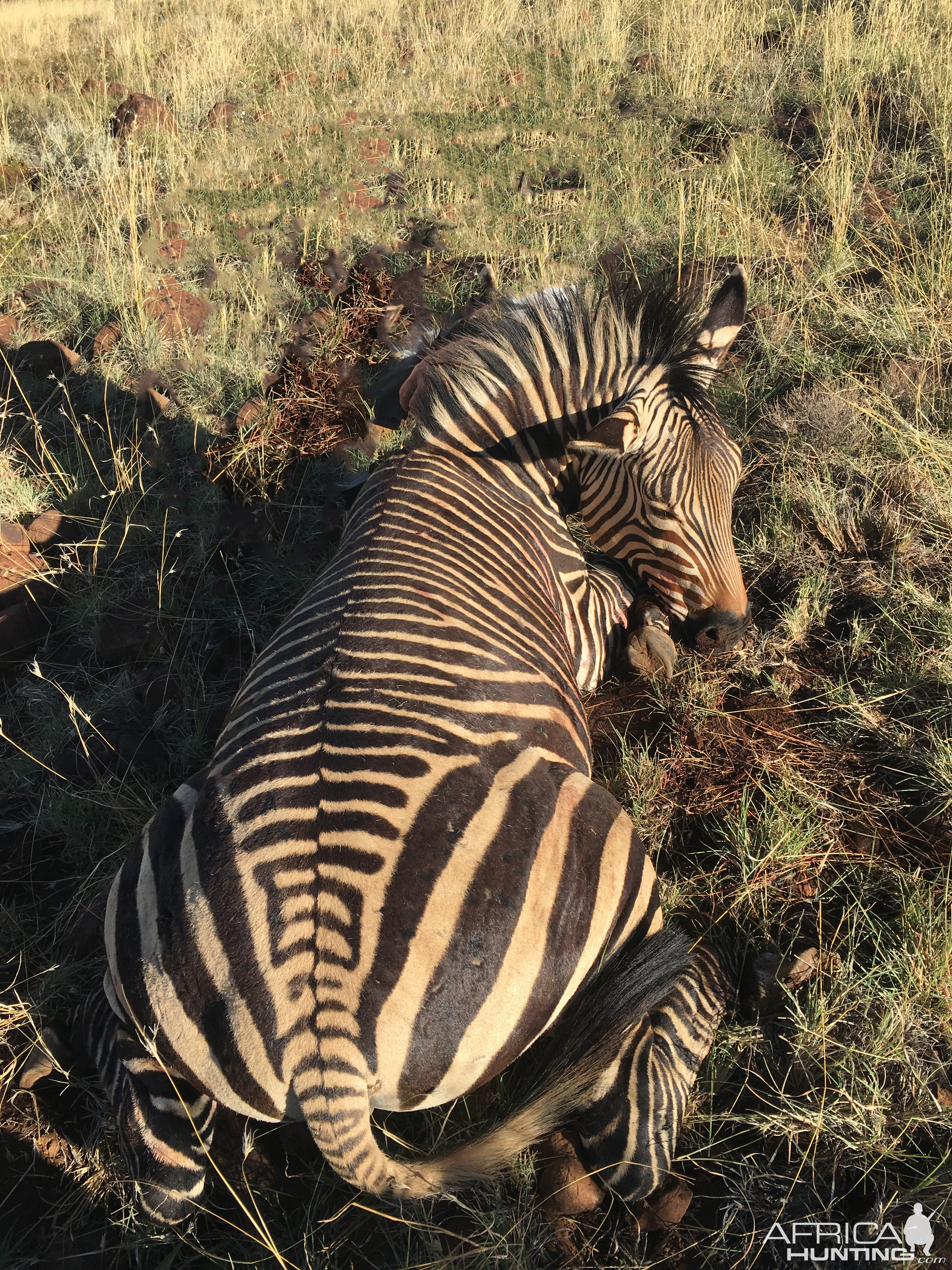 Hartmann's Mountain Zebra Hunting South Africa