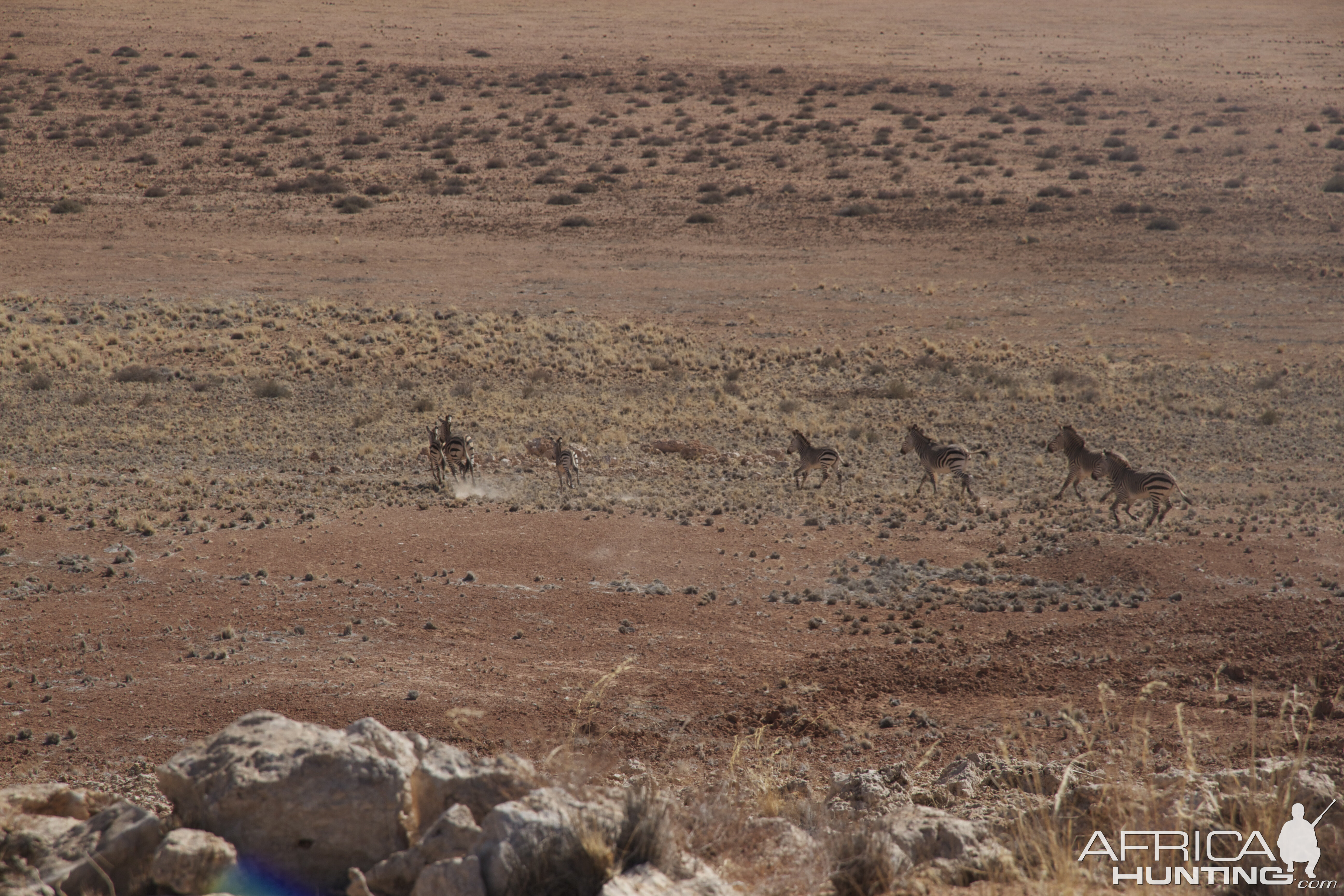 Hartmann's Mountain Zebra in Namibia