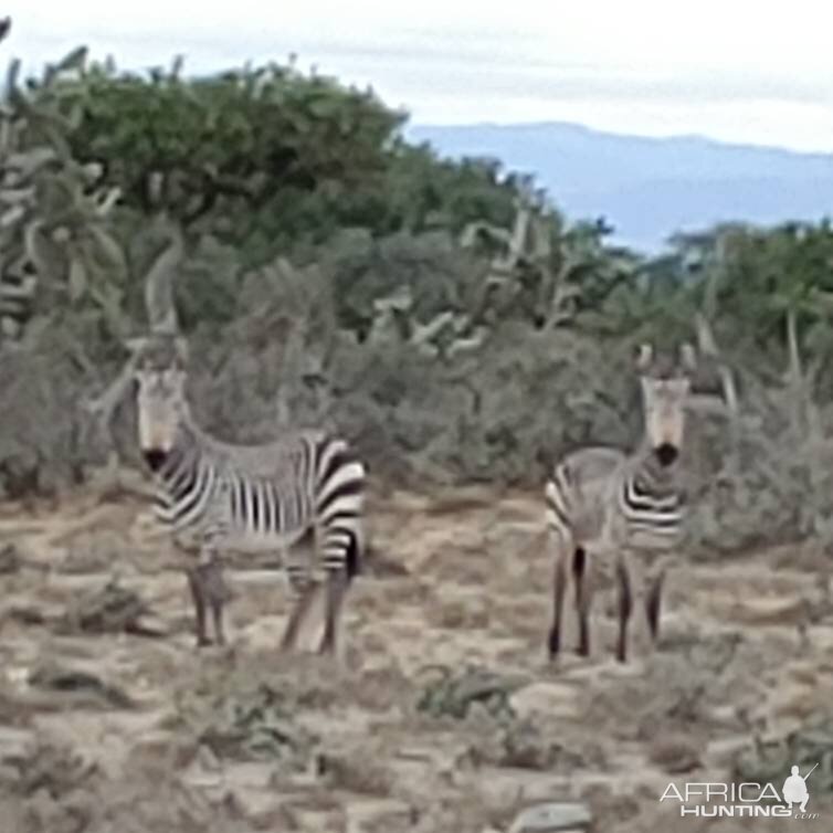 Hartmann's Mountain Zebra in South Africa
