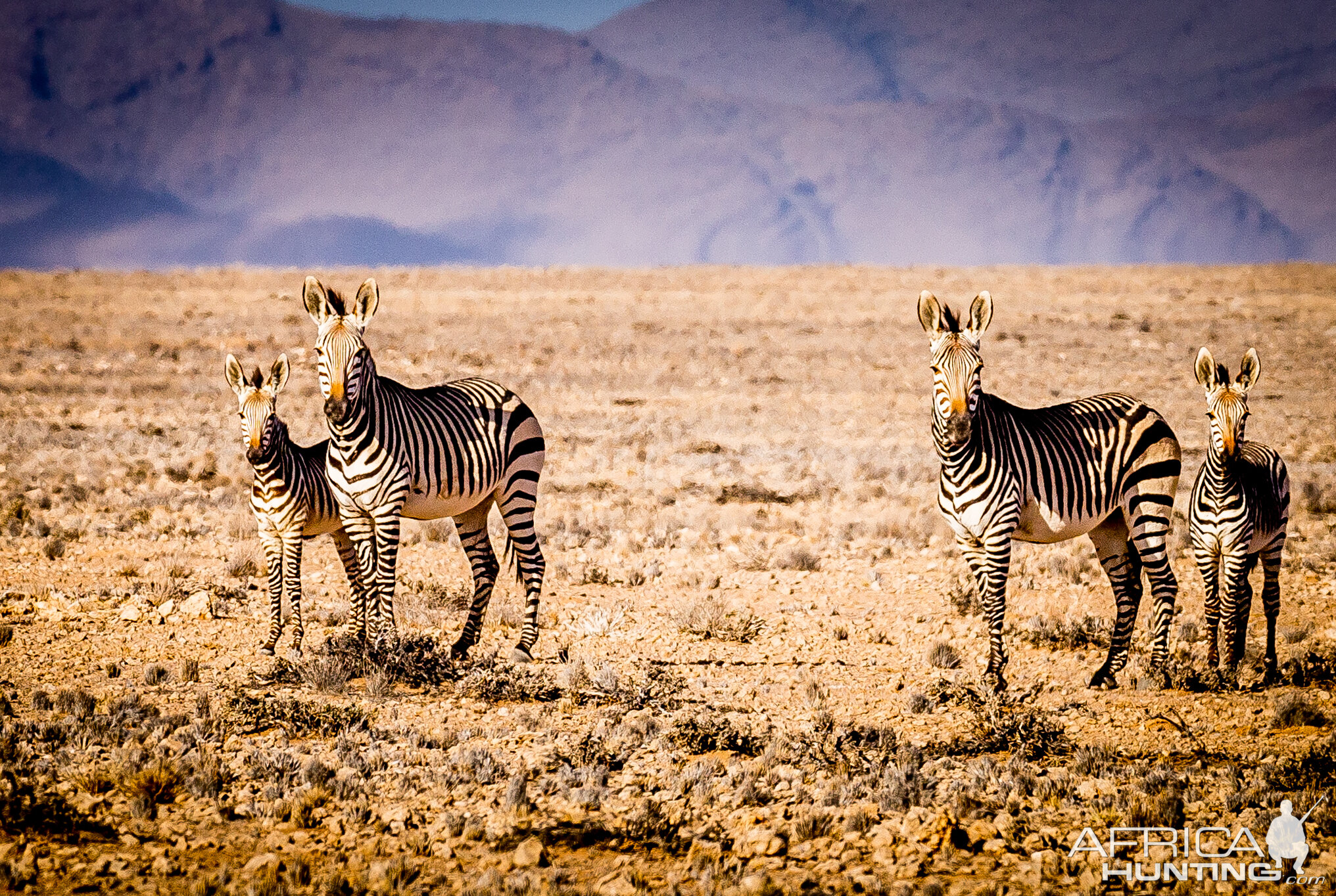 Hartmann's Mountain Zebra Mares and foals in the Namib desert