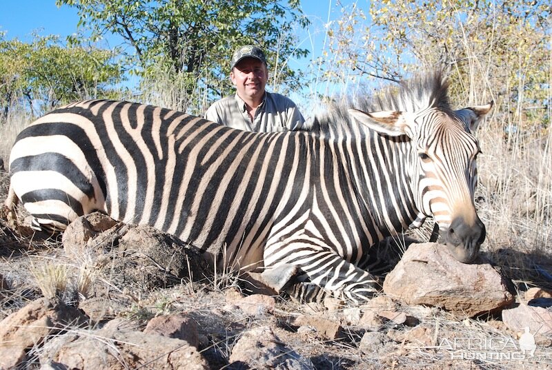 Hartmann's Mountain Zebra Namibia Hunt