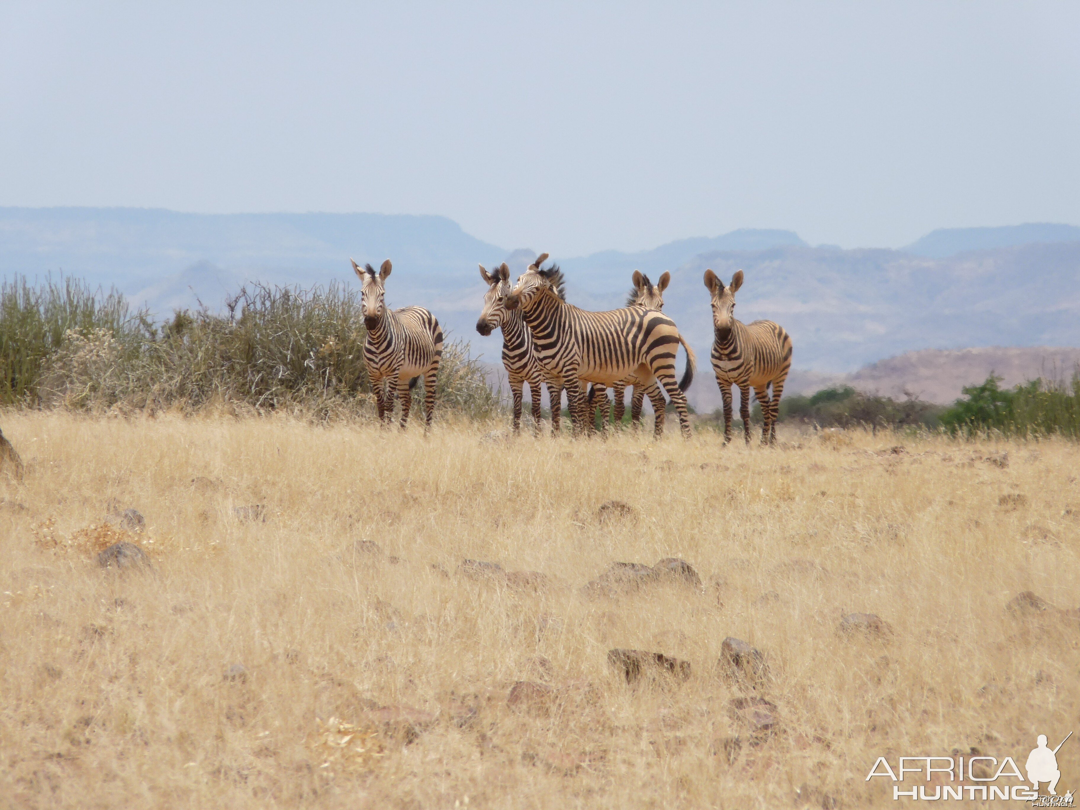 Hartmann's Zebra Damaraland Namibia