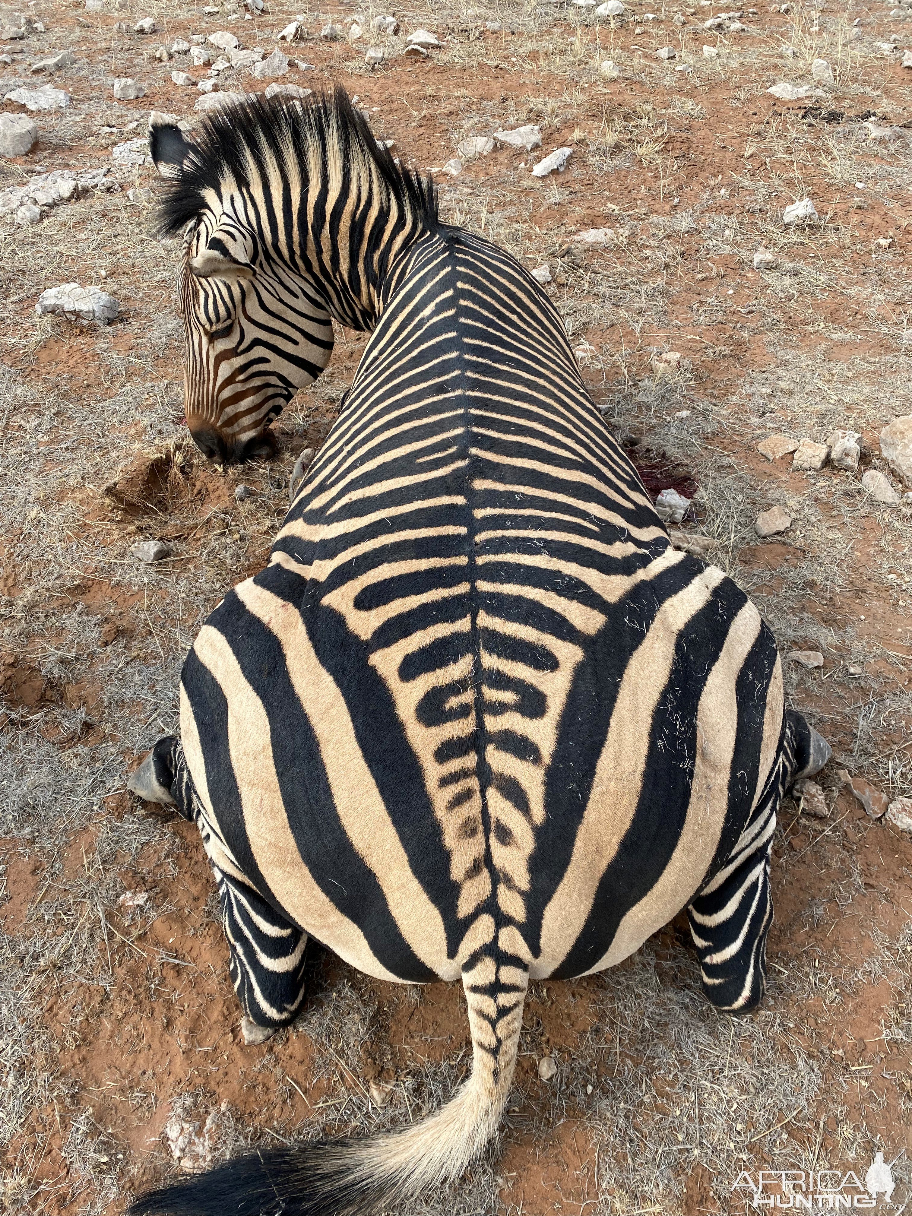 Hartmann's Zebra Hunt Namibia