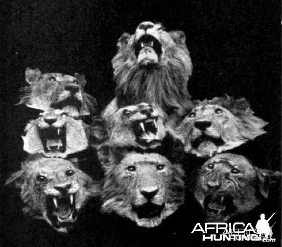 Heads of eight Lions shot by Colonel John Henry Patterson