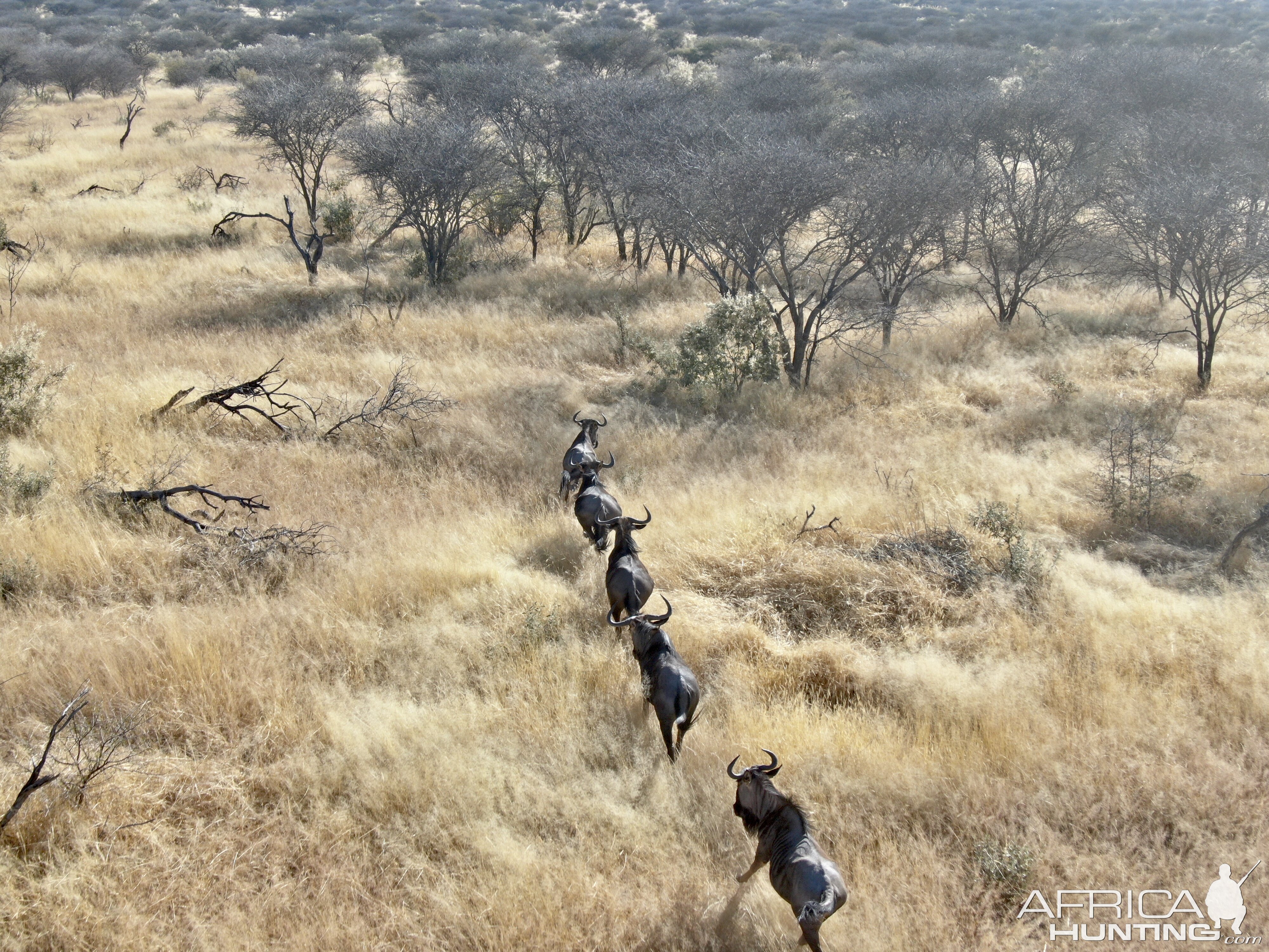 Heavy blue wildebeest herd