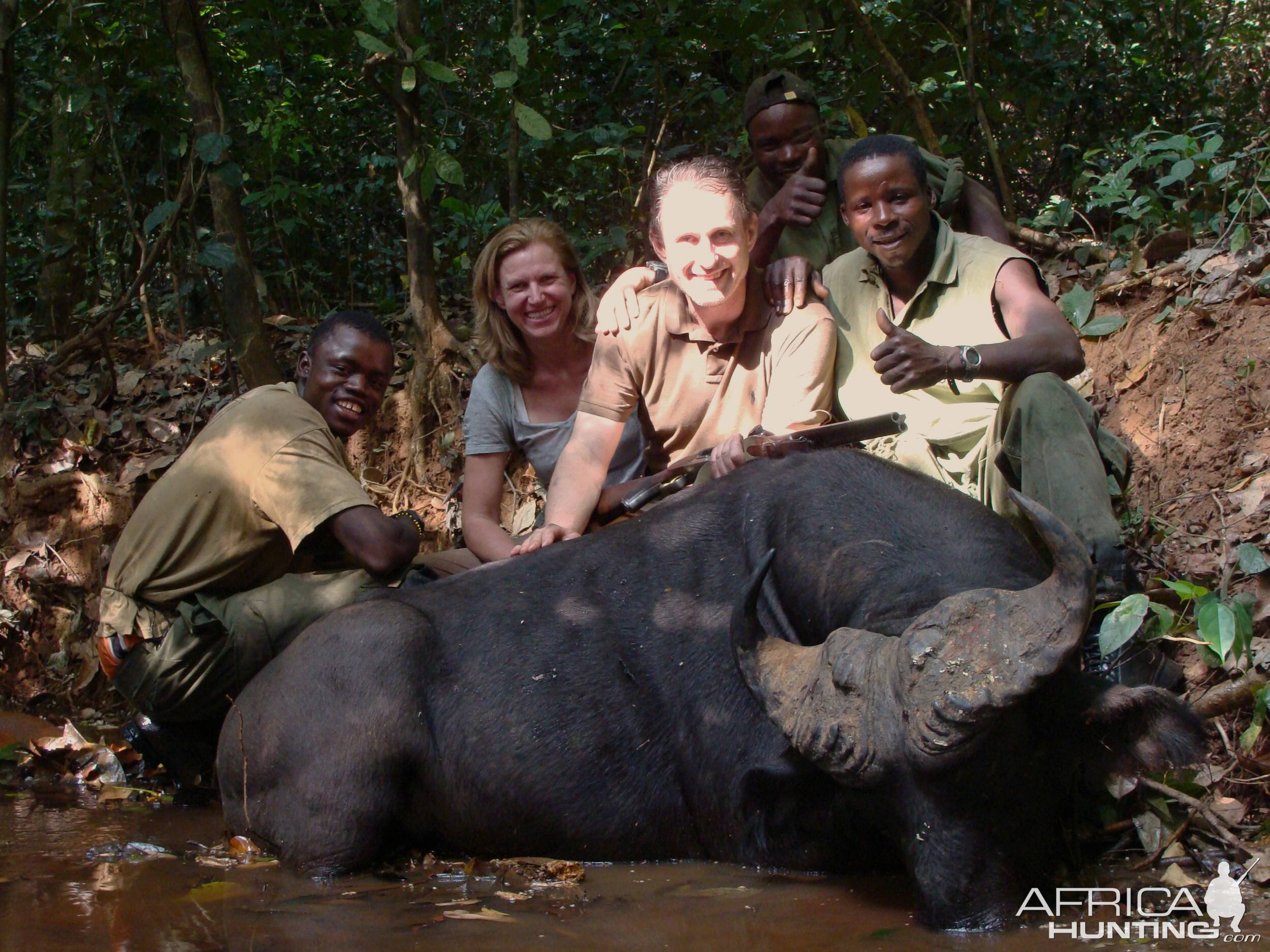 Heavy bossed buffalo