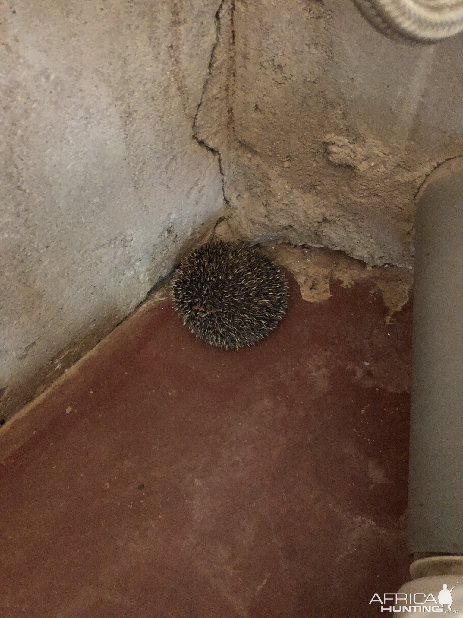 Hedgehog curled up in a corner