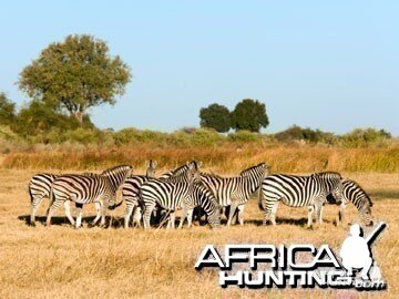 Herd of Burchell's Zebra (Plain Zebra)