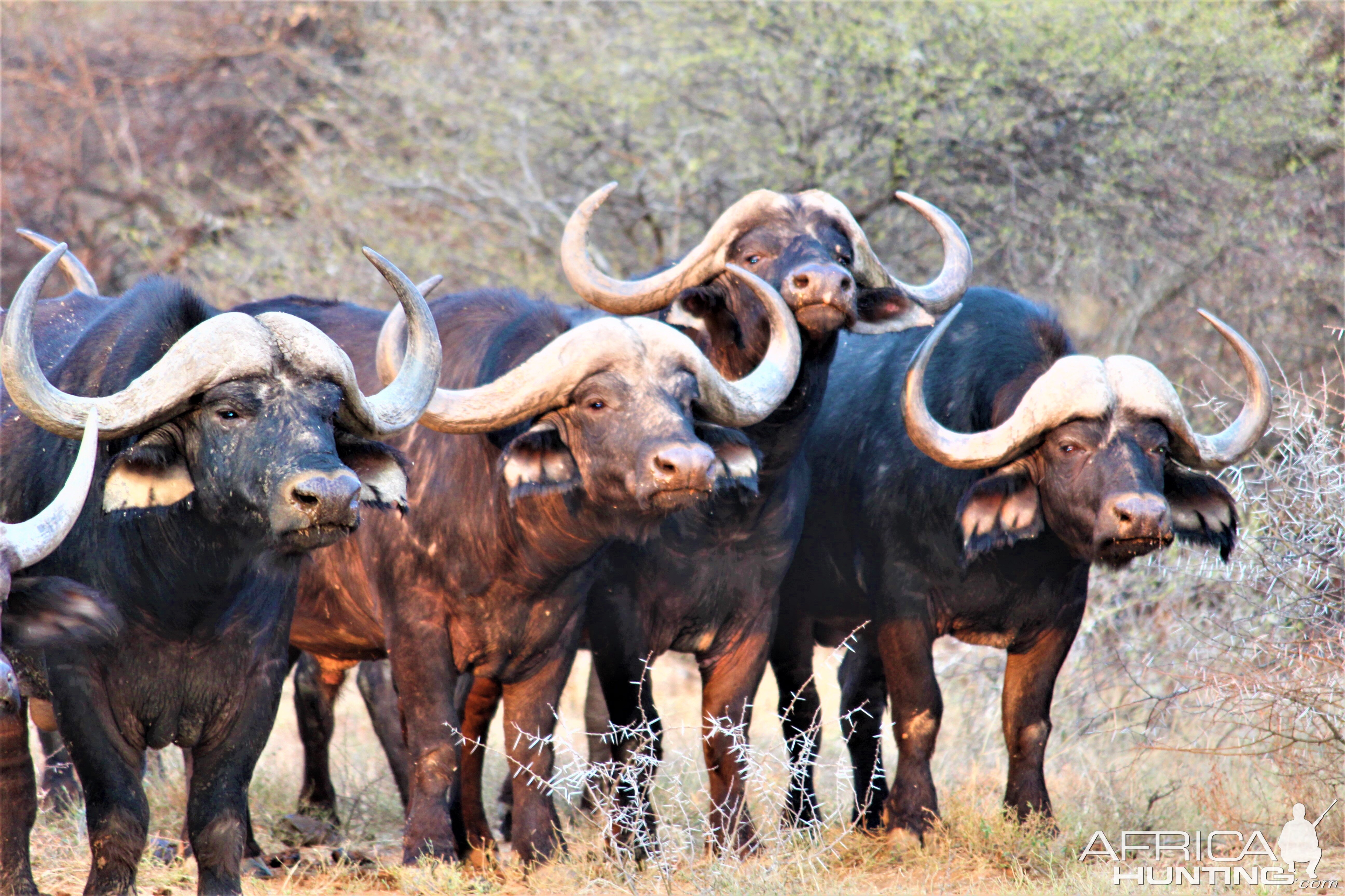 Herd of Cape Buffalo in South Africa