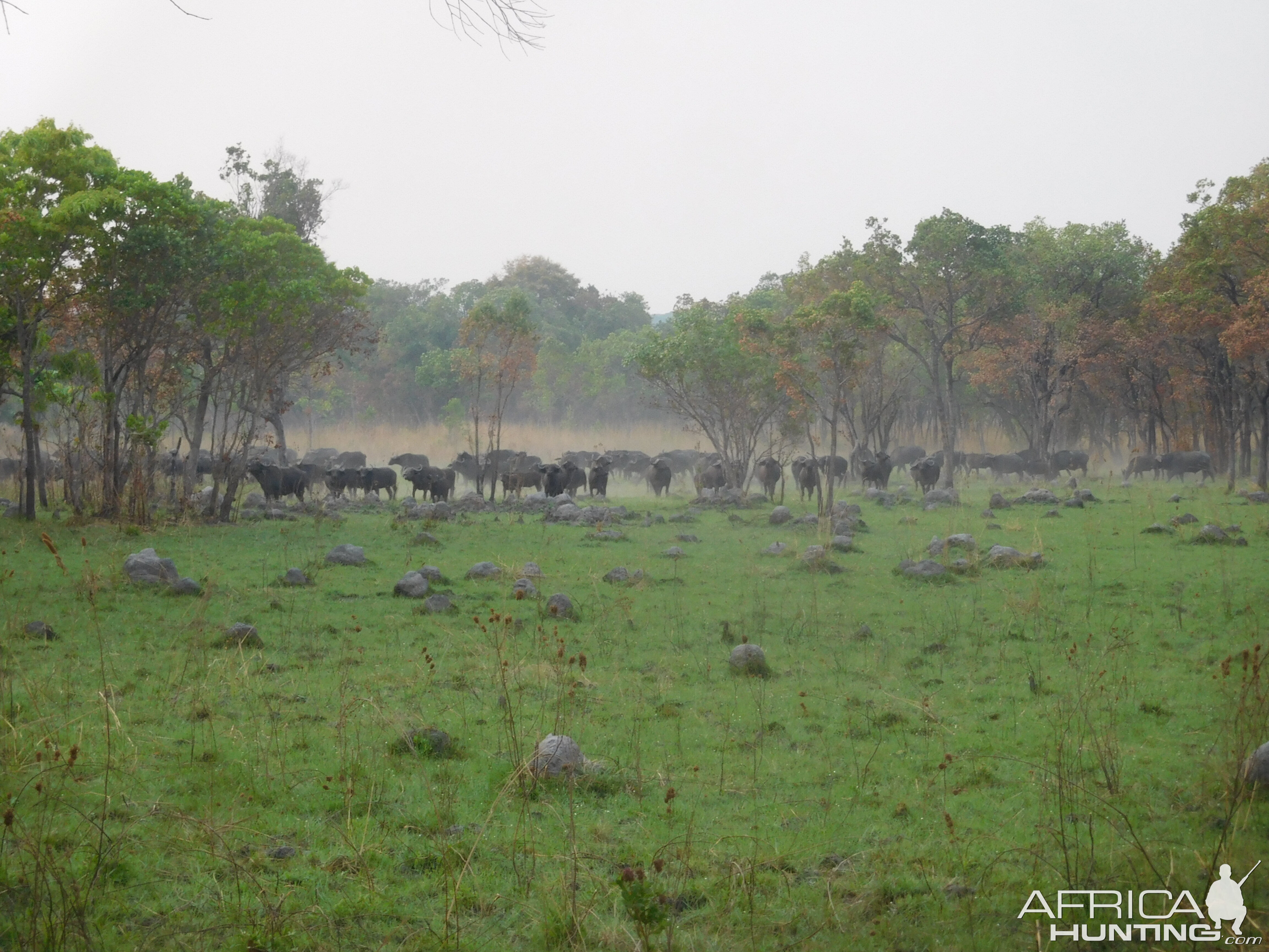 Herd of Cape Buffalo in Tanzania