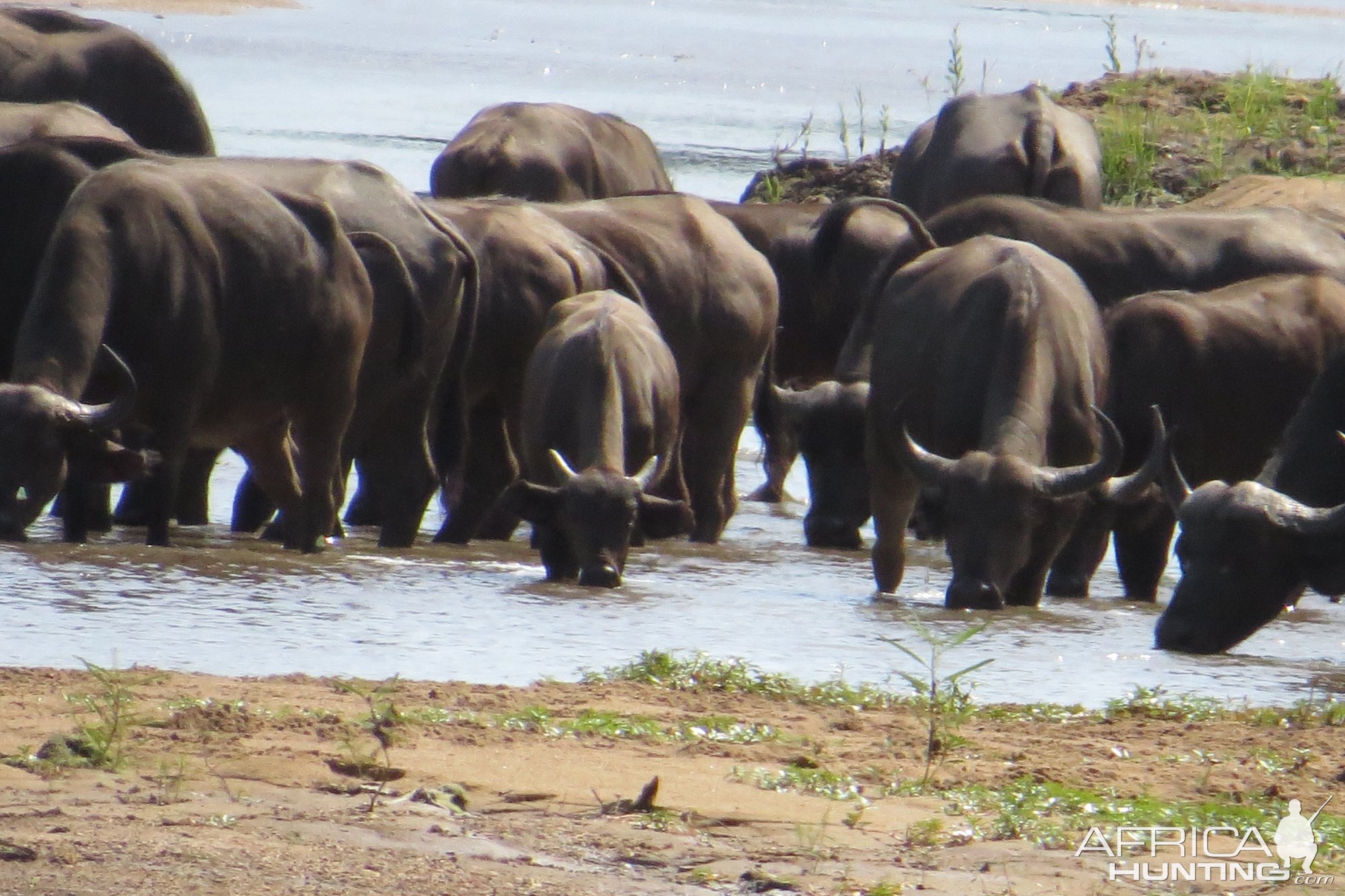 Herd of Cape Buffalo in Zimbabwe