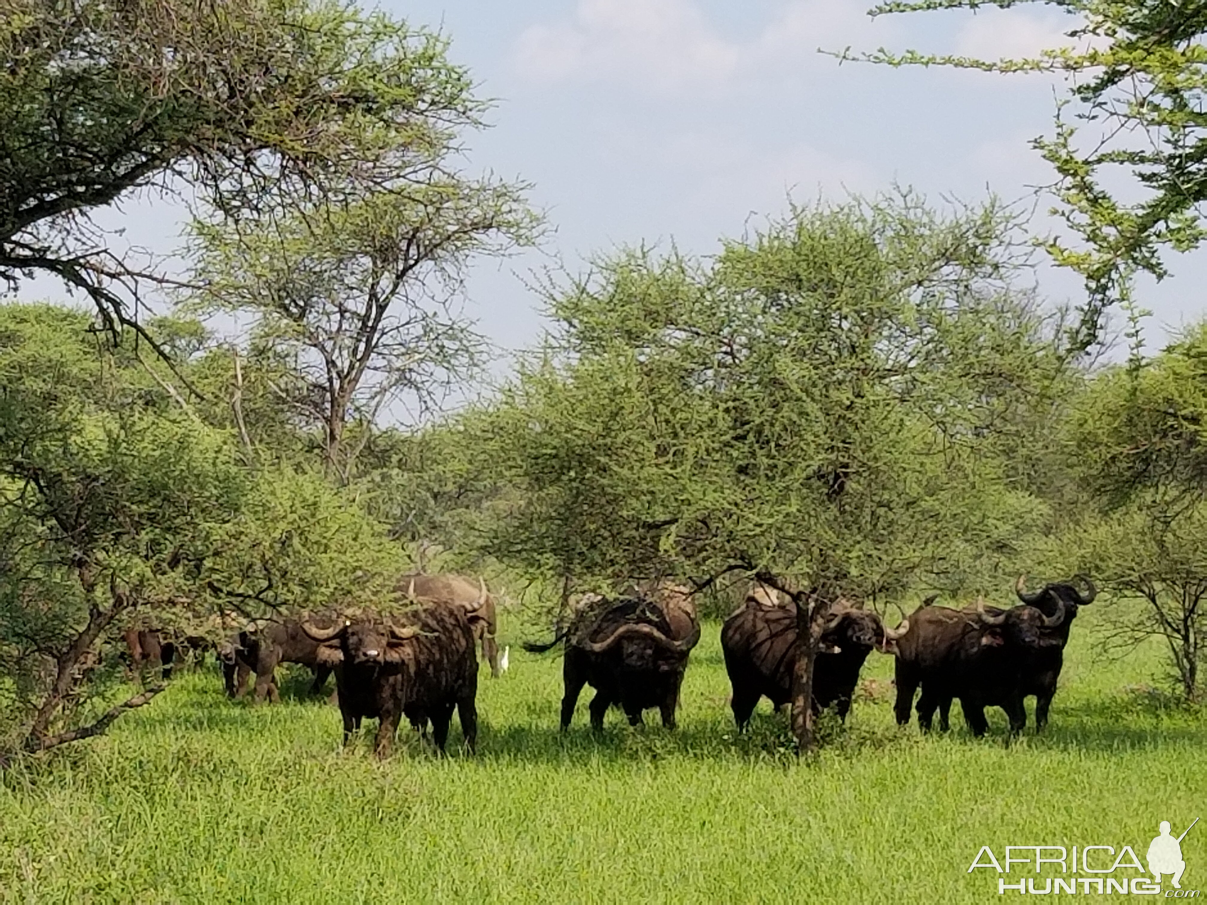 Herd of Cape Buffalo South Africa